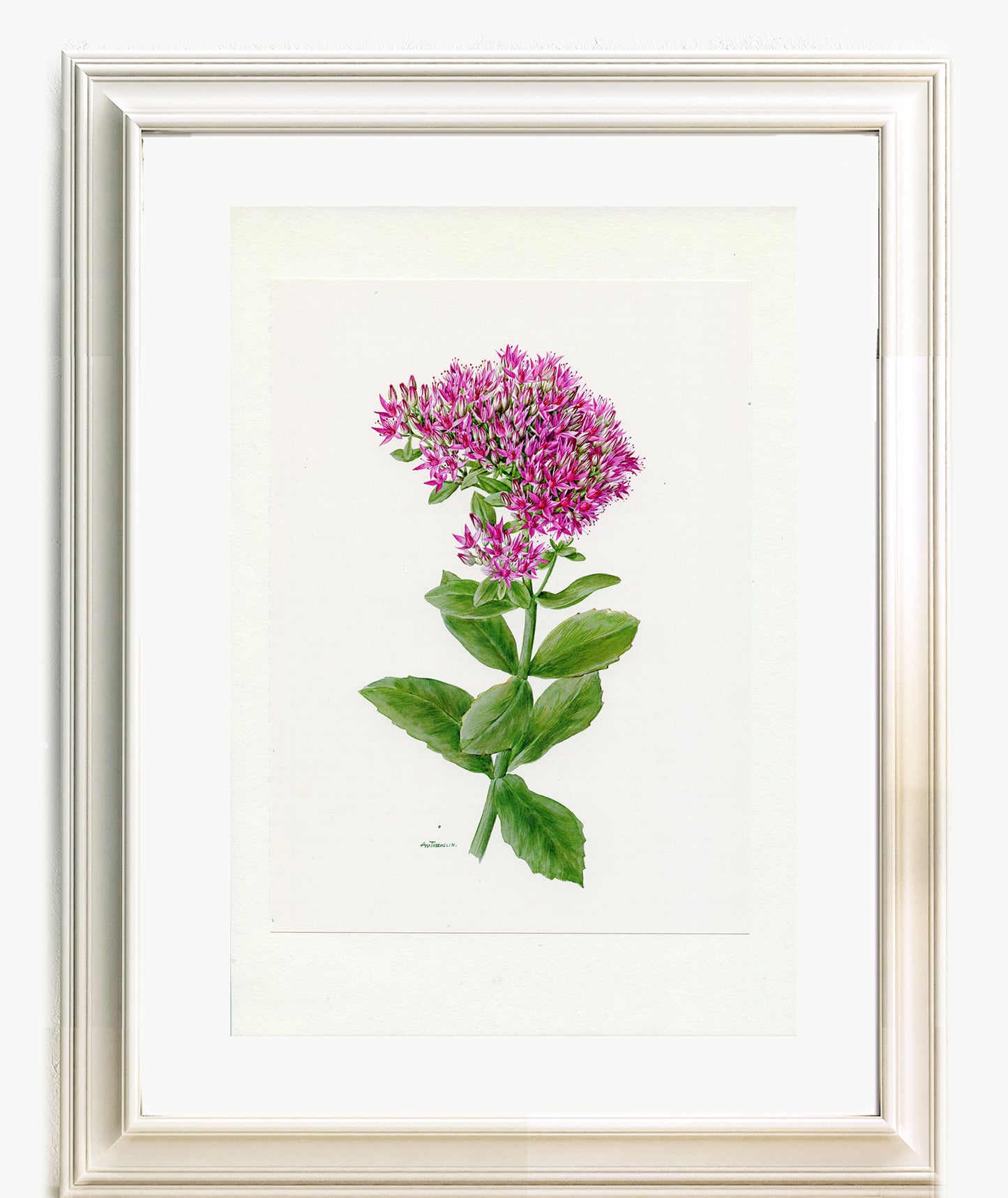 1972 Illustration botanique de sedum hybride rose