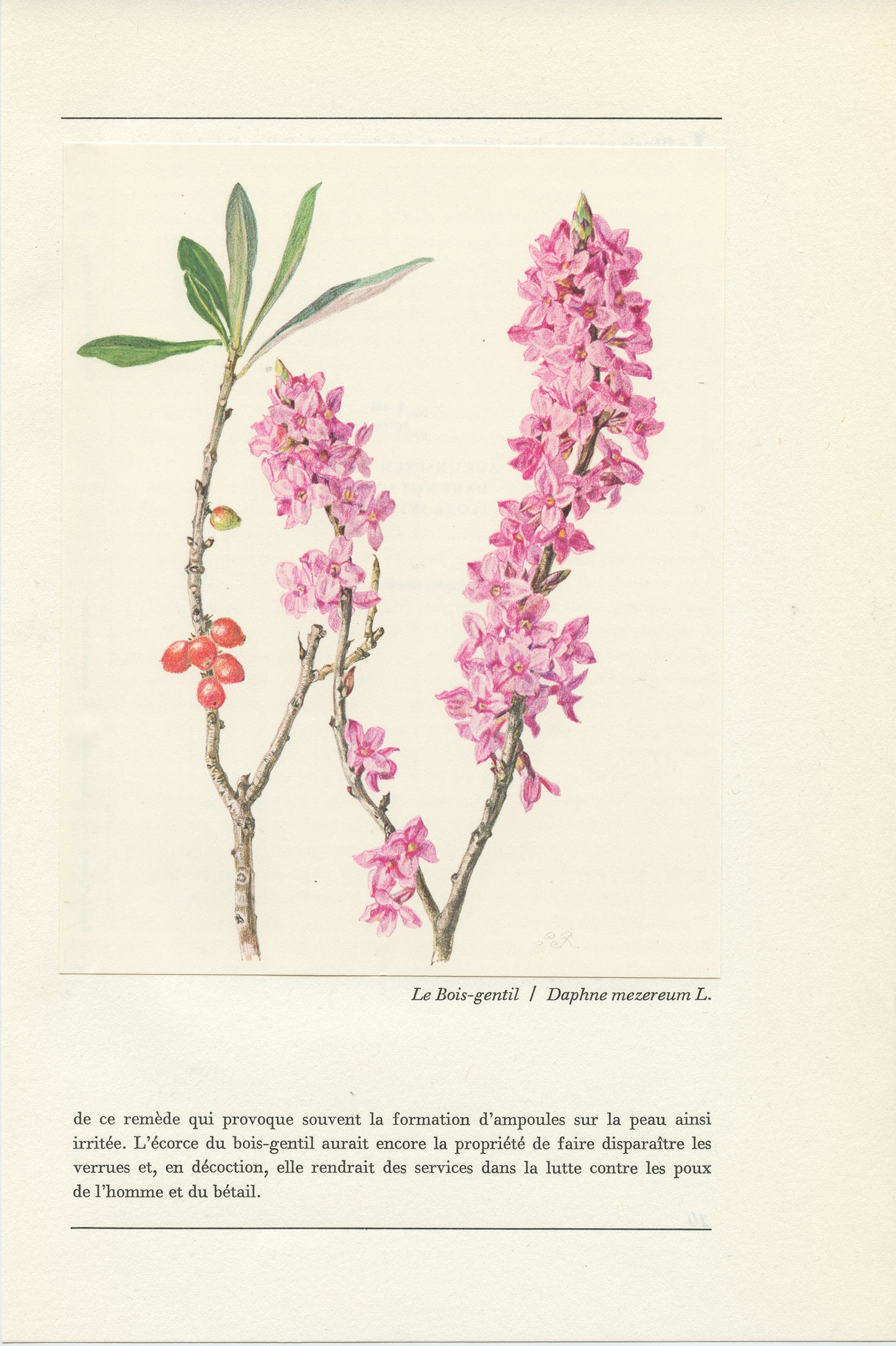 1959 Illustration botanique de Bois-gentil (Daphne mezereum) vintage