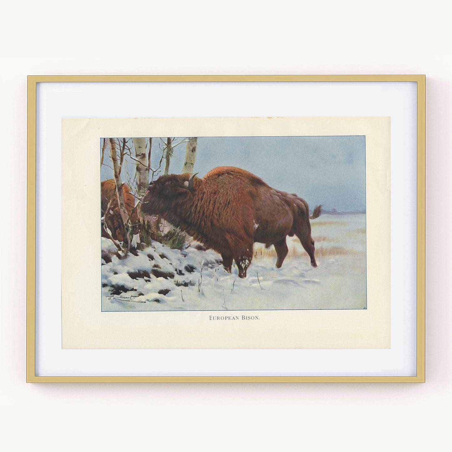 1916 Bison print