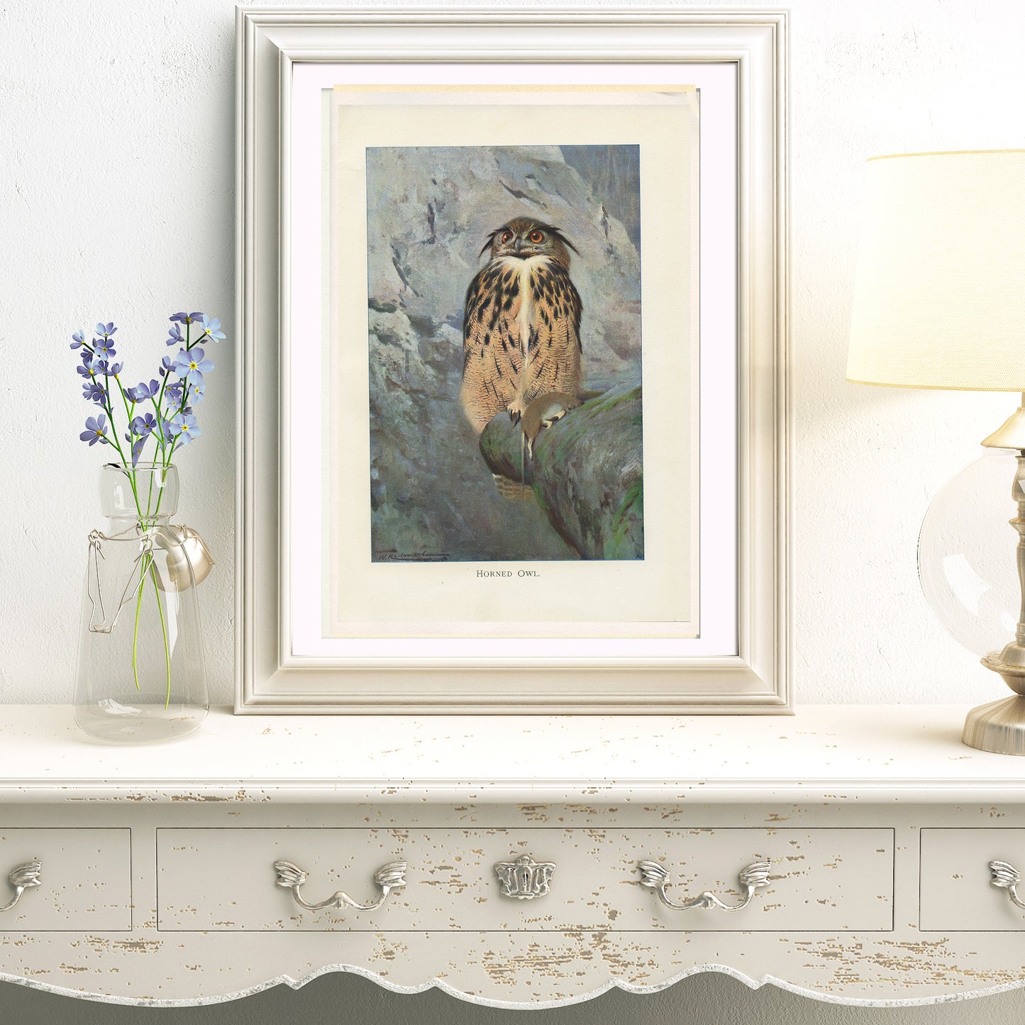 1916 Illustration de Hibou par Lydekker