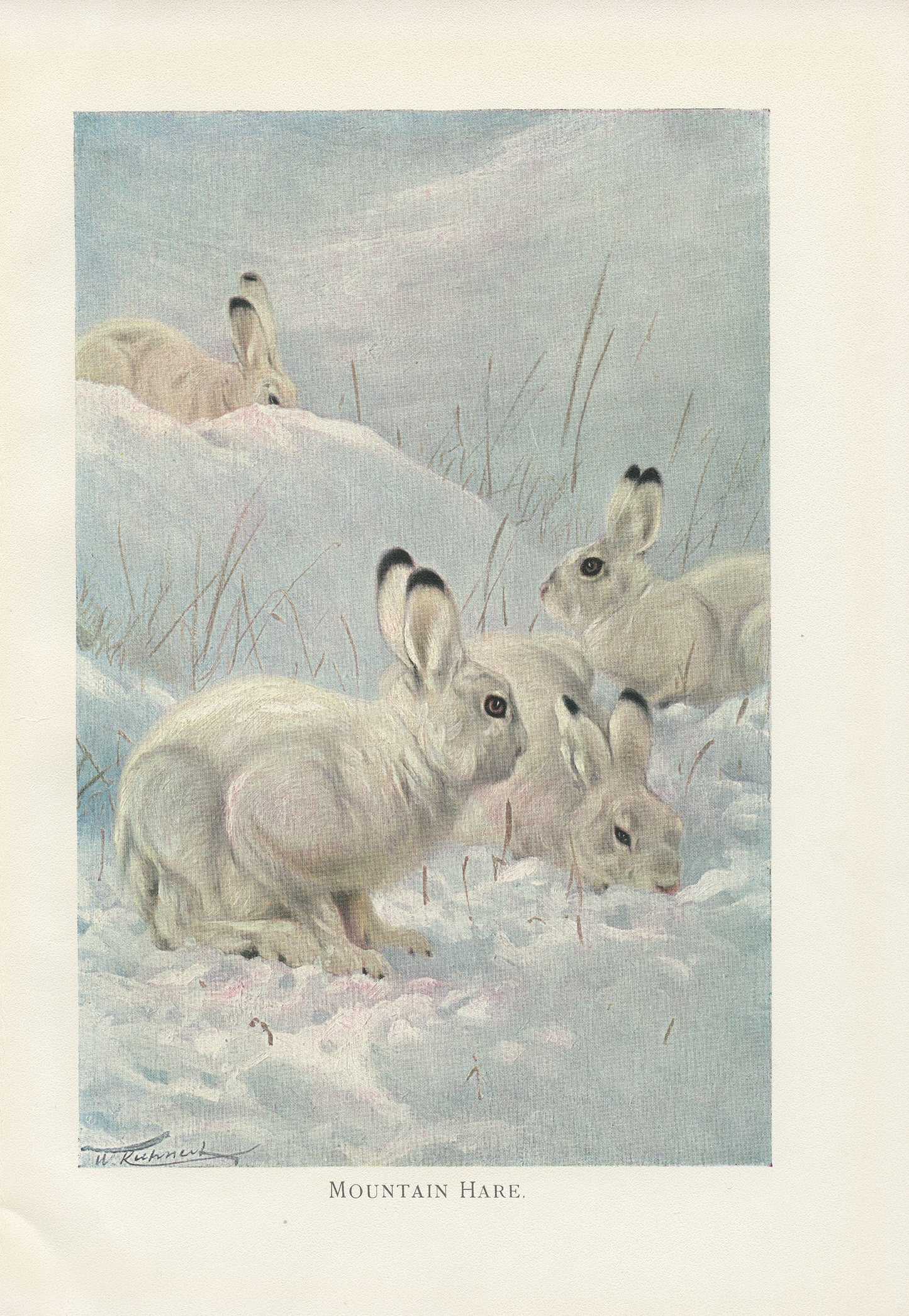 1916 Illustration de Lièvre Variable