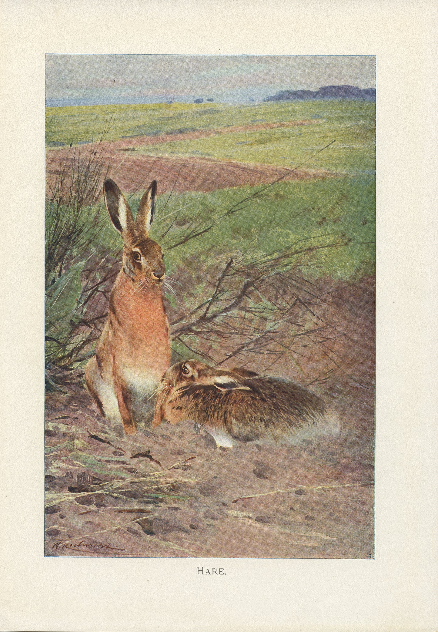 1916 Hare Print - Lydekker