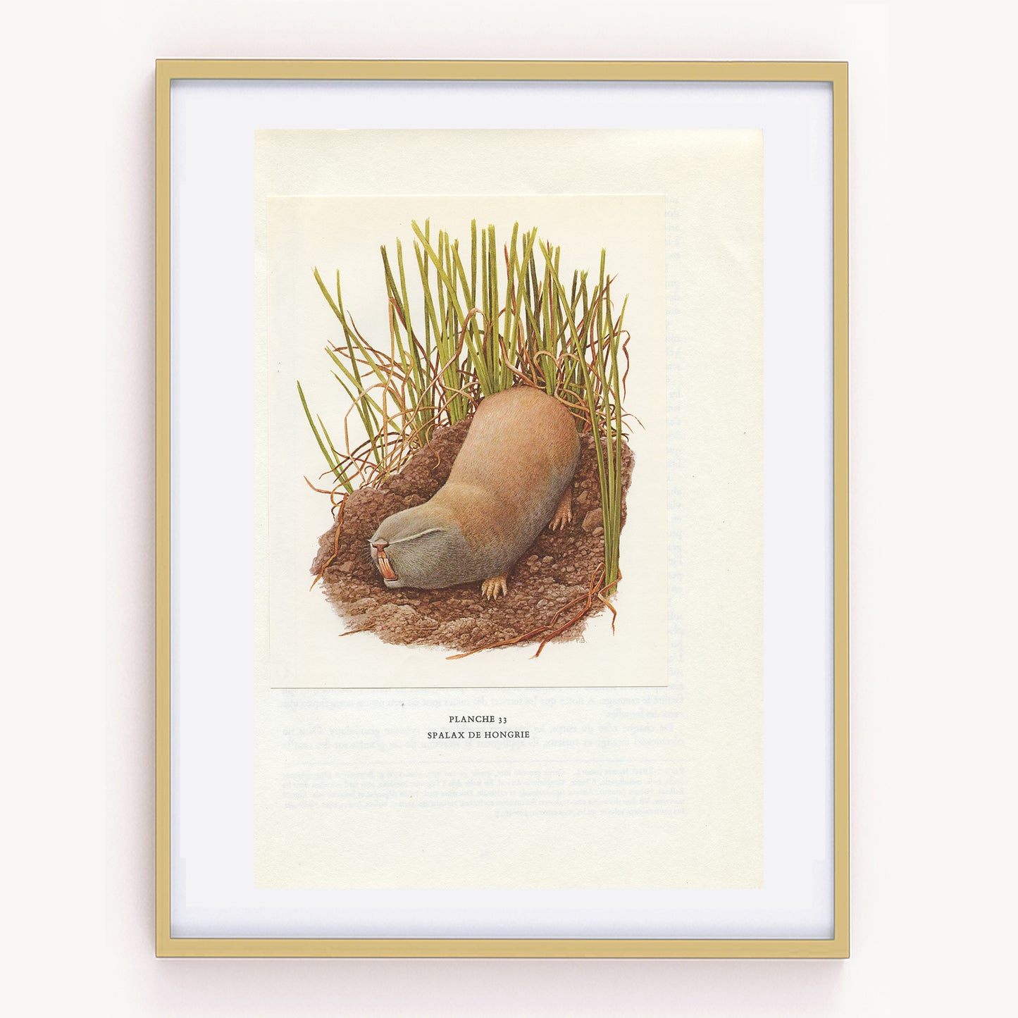 1970 Illustration de Bouquetins des Alpes