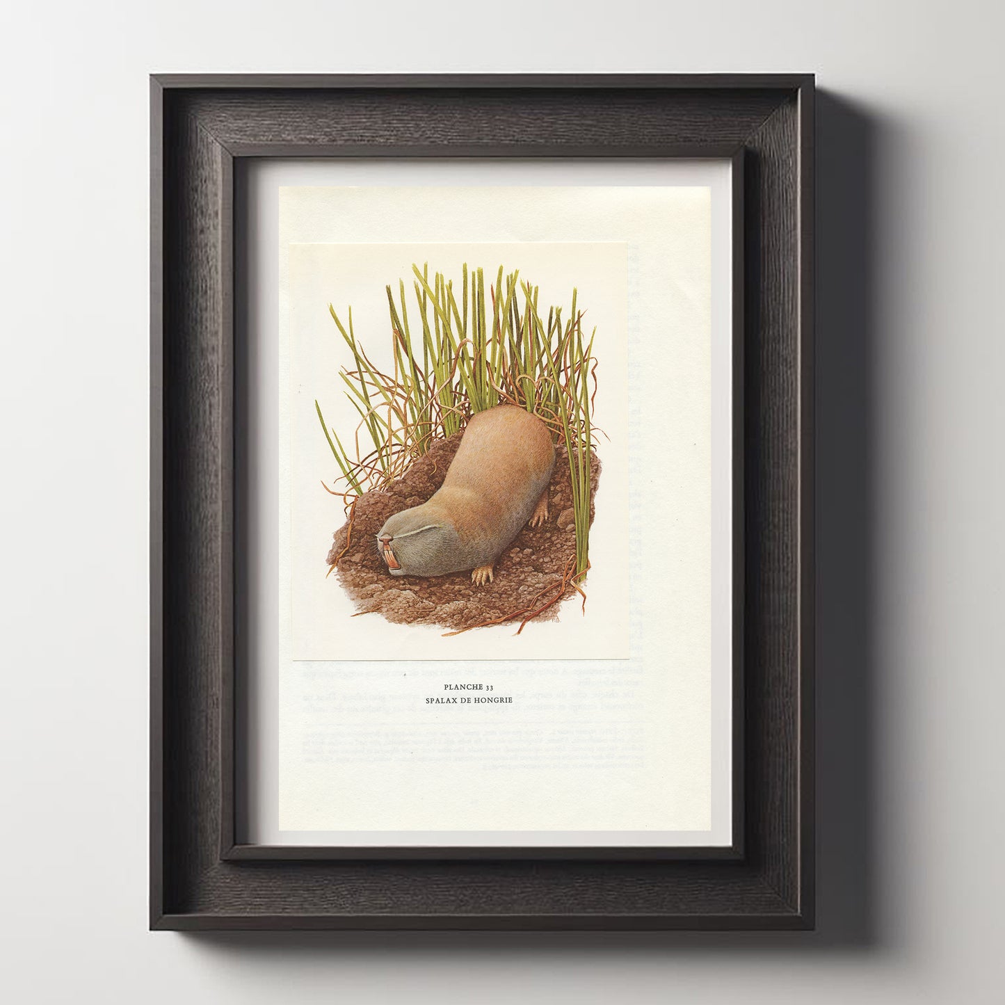 1970 Illustration de Bouquetins des Alpes