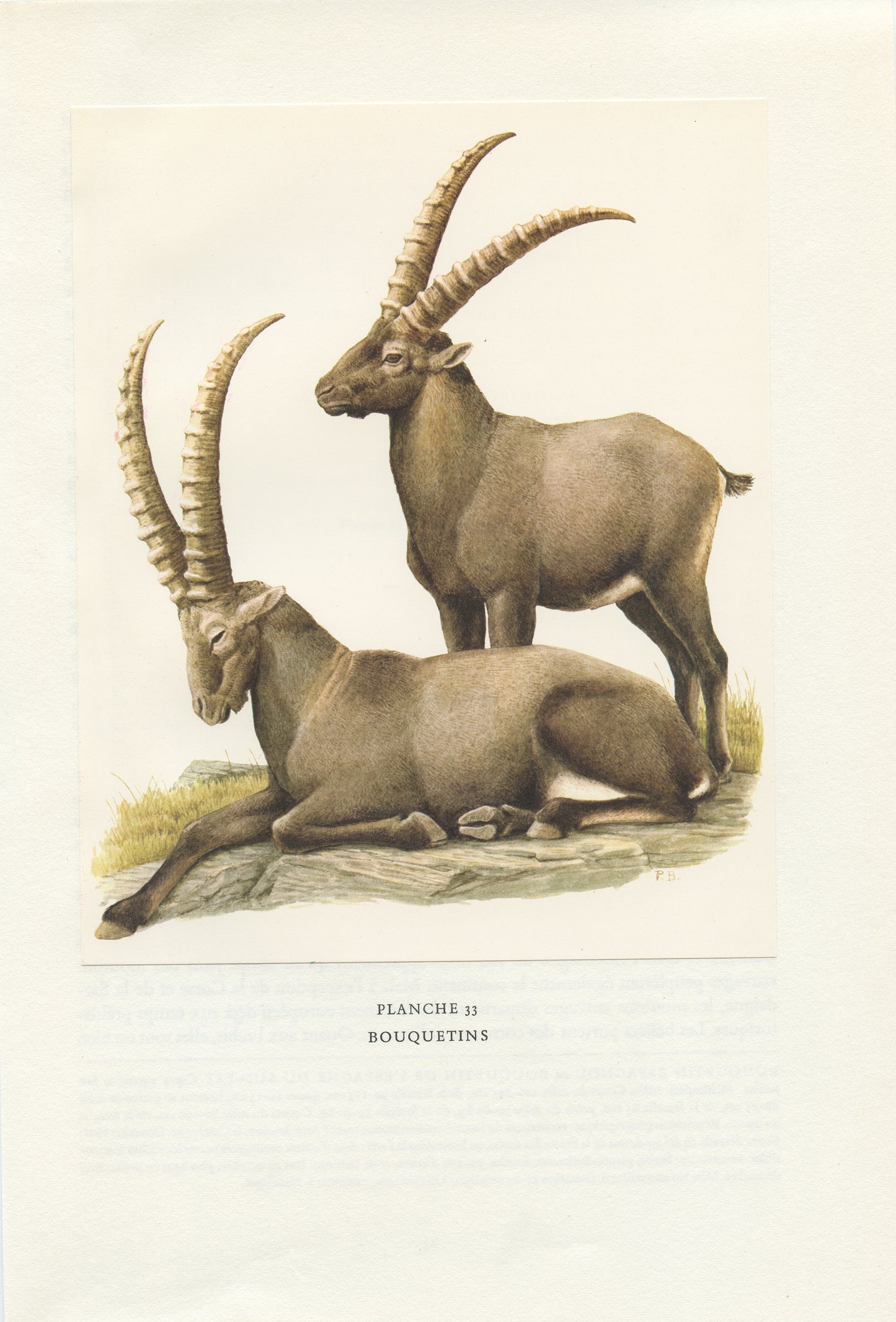 1970 Illustration de Bouquetins des Alpes