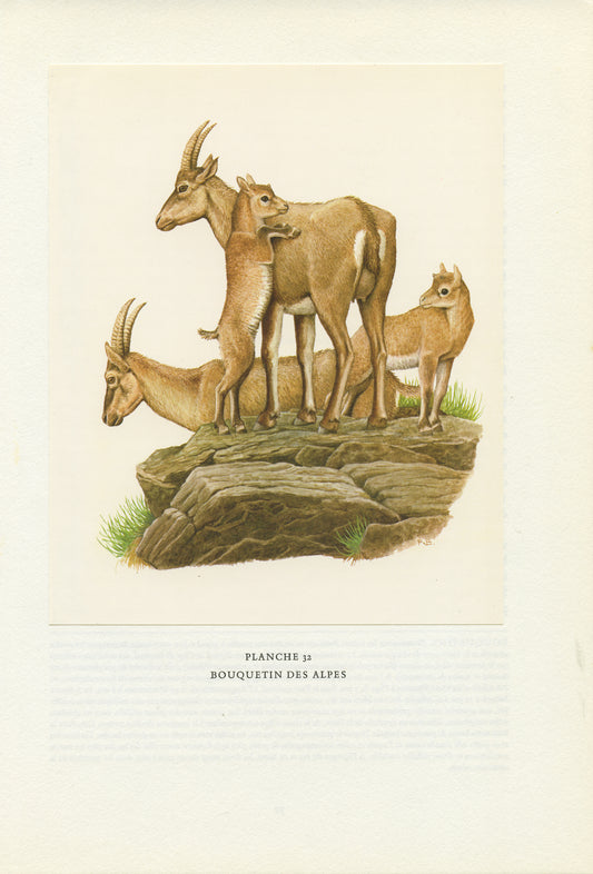 1970 Alpine Ibex with Babies Print