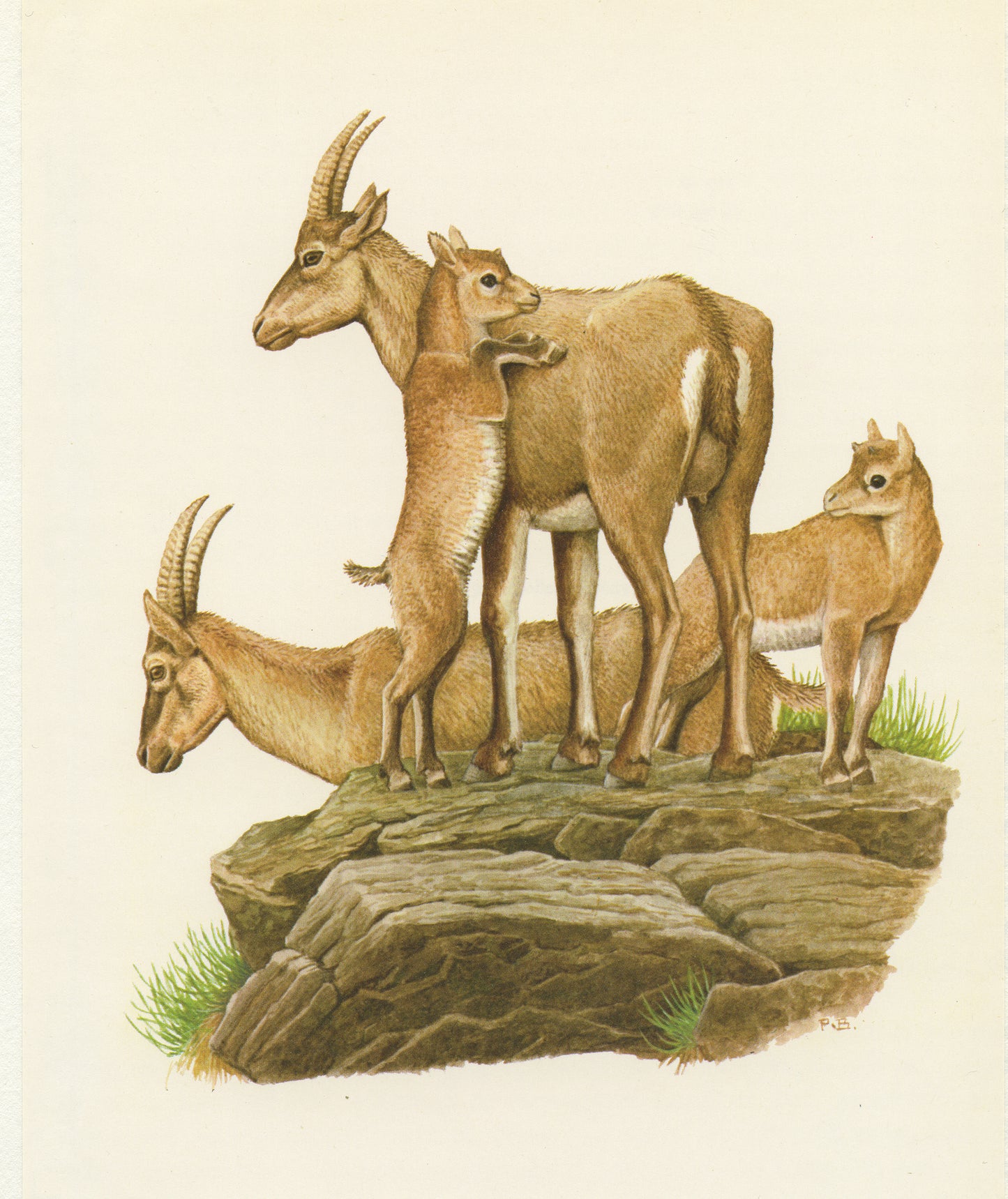 1970 Illustration de Bouquetins des Alpes