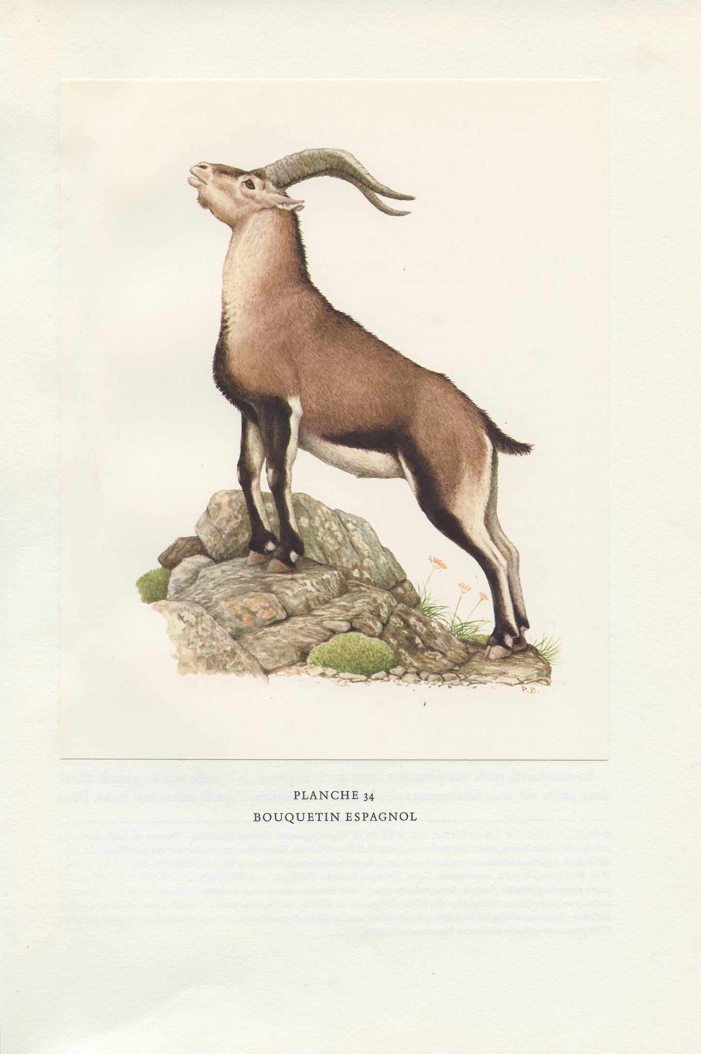 1970 Illustratation de Bouquetin espagnol