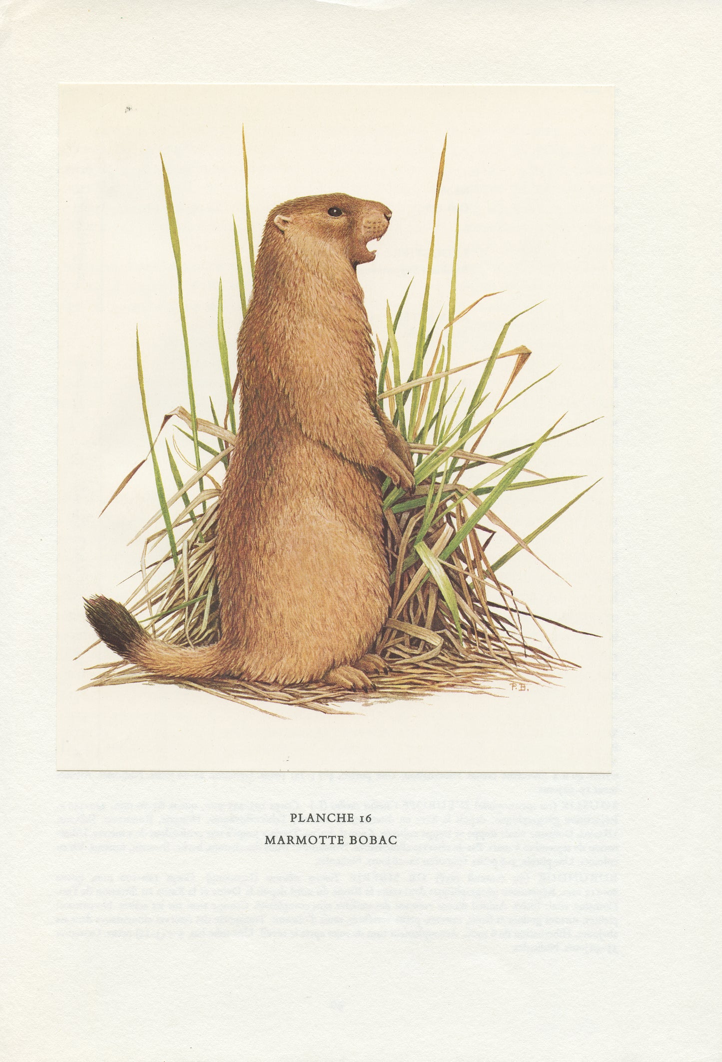 1970 Illustration de marmotte Bobac