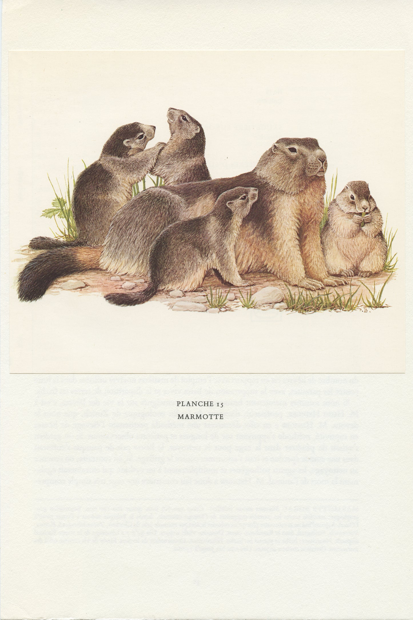 1970 Illustration de marmotte alpine