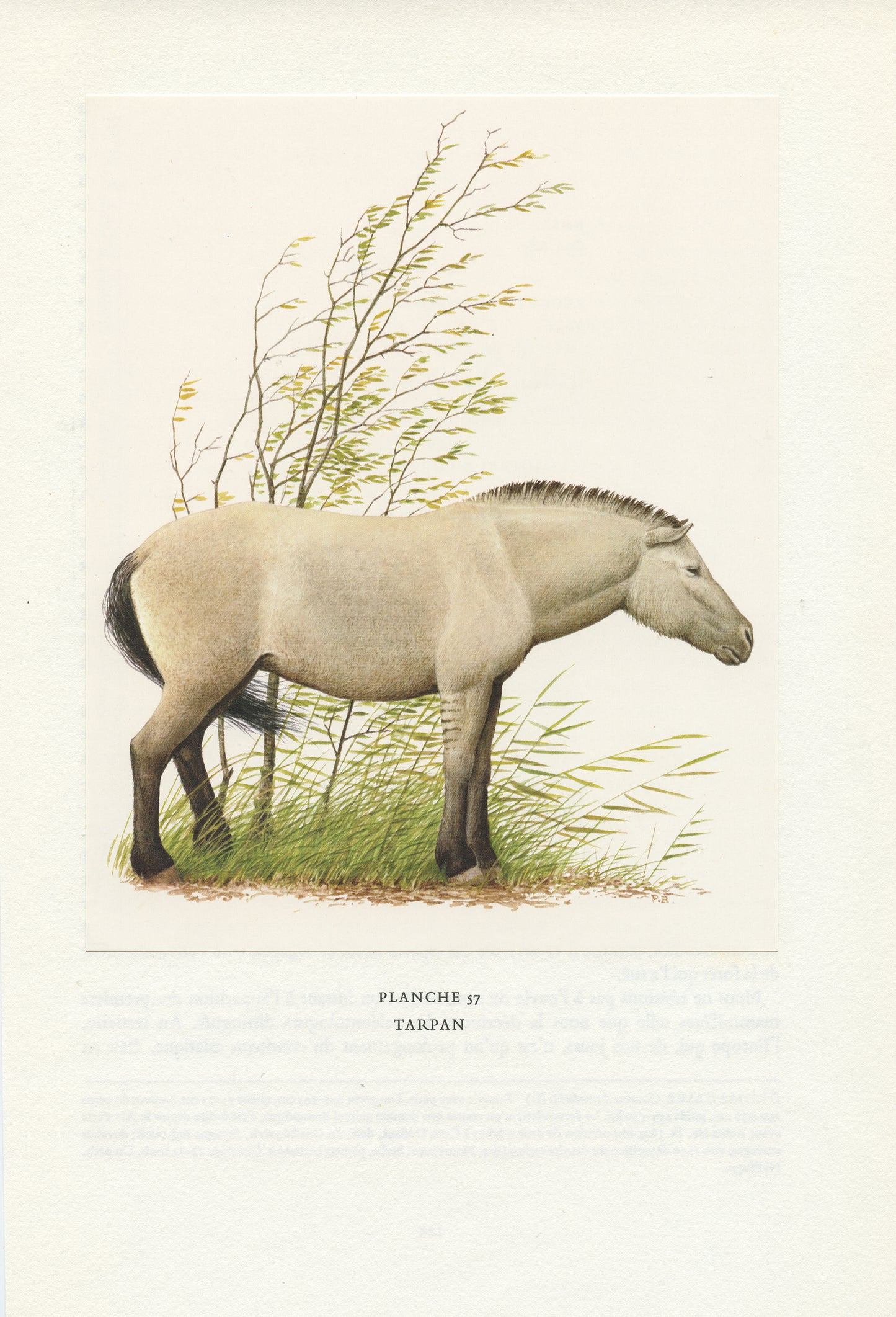 1970 Illustration de Tarpan vintage