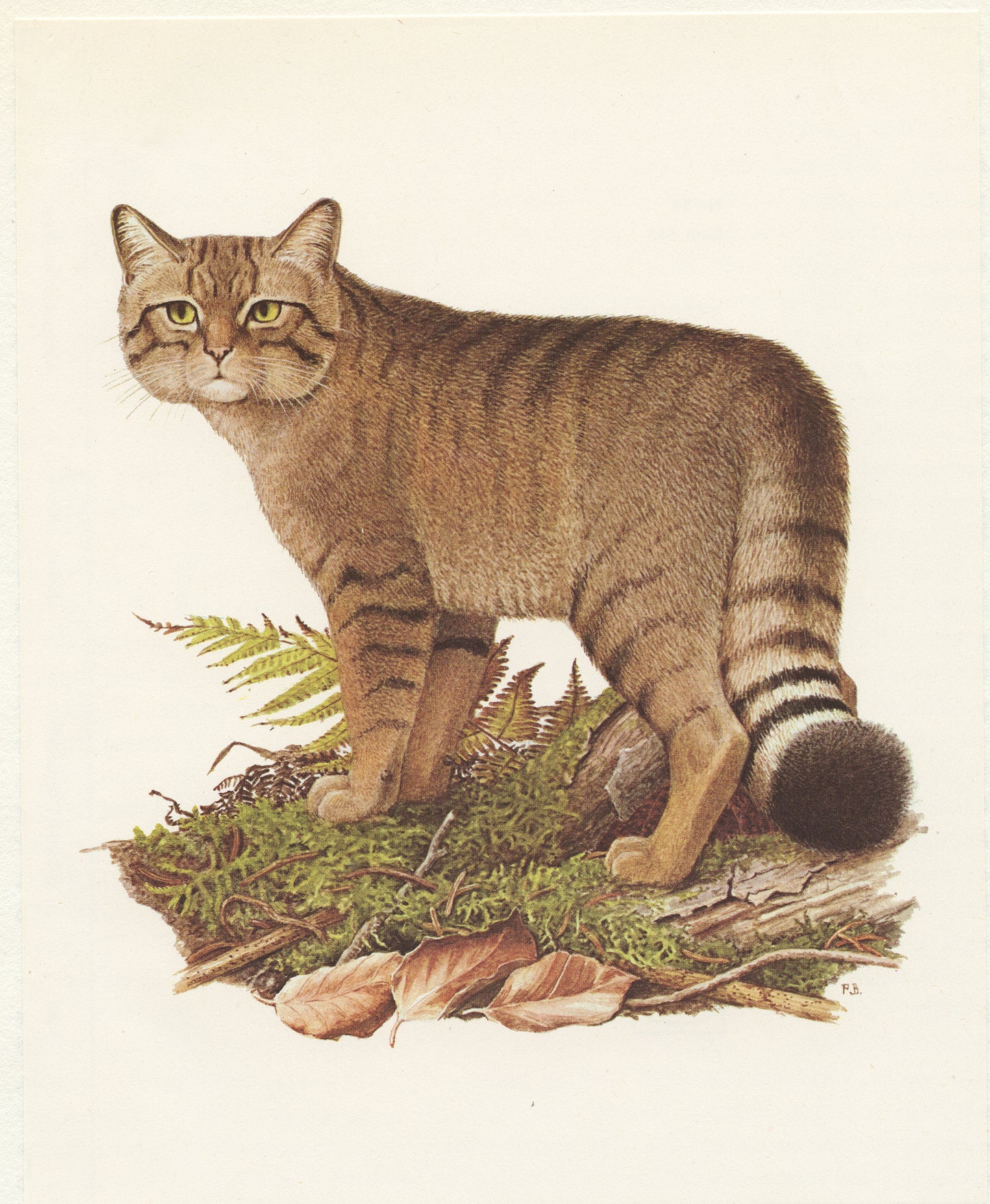 1970 Illustration de Chat Sauvage