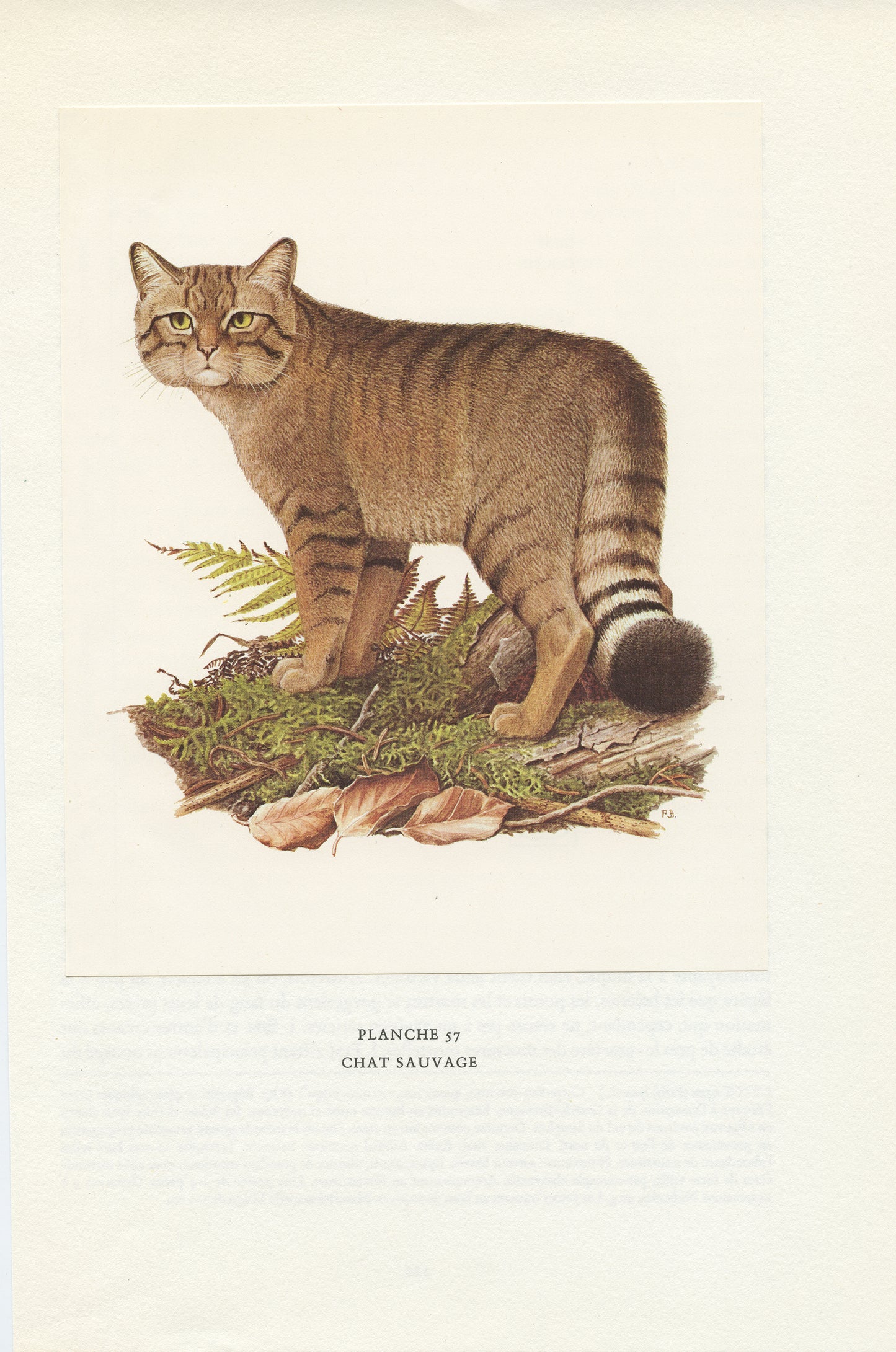 1970 Illustration de Chat Sauvage