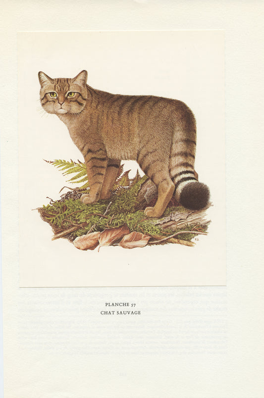 1970 Wild Cat Print