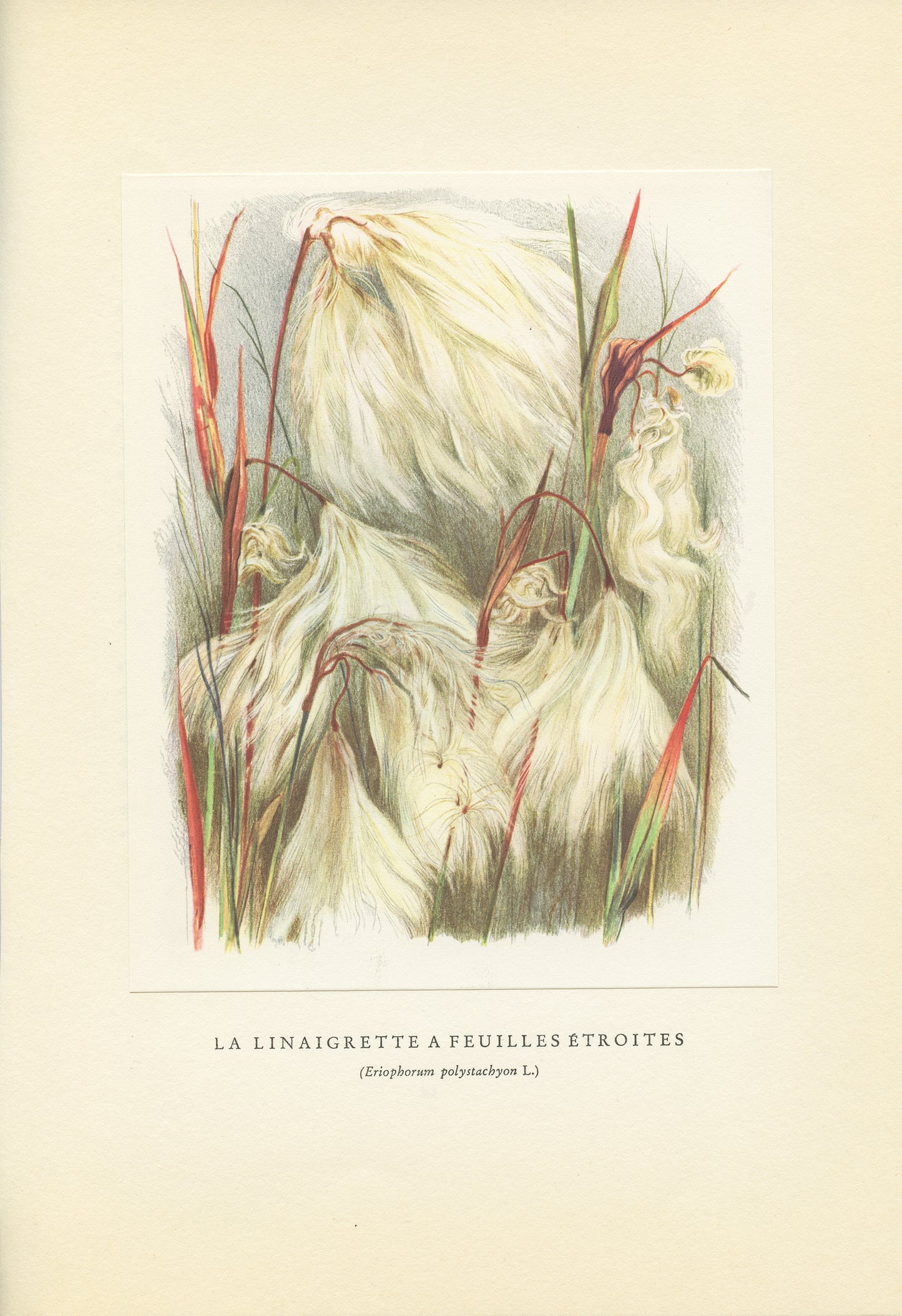 1959 White cottongrass botanical print