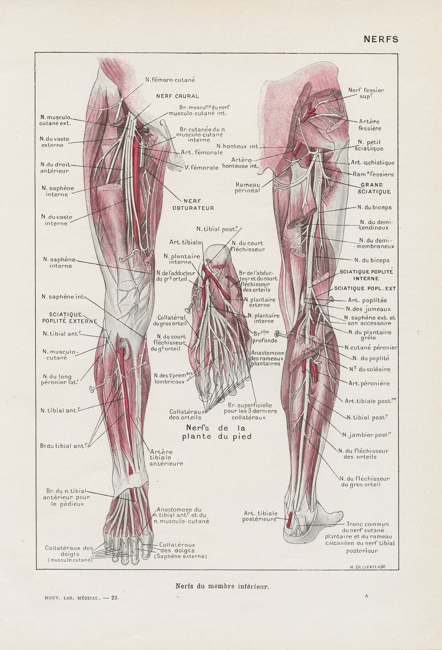 1962 2 illustrations médicales de nerfs