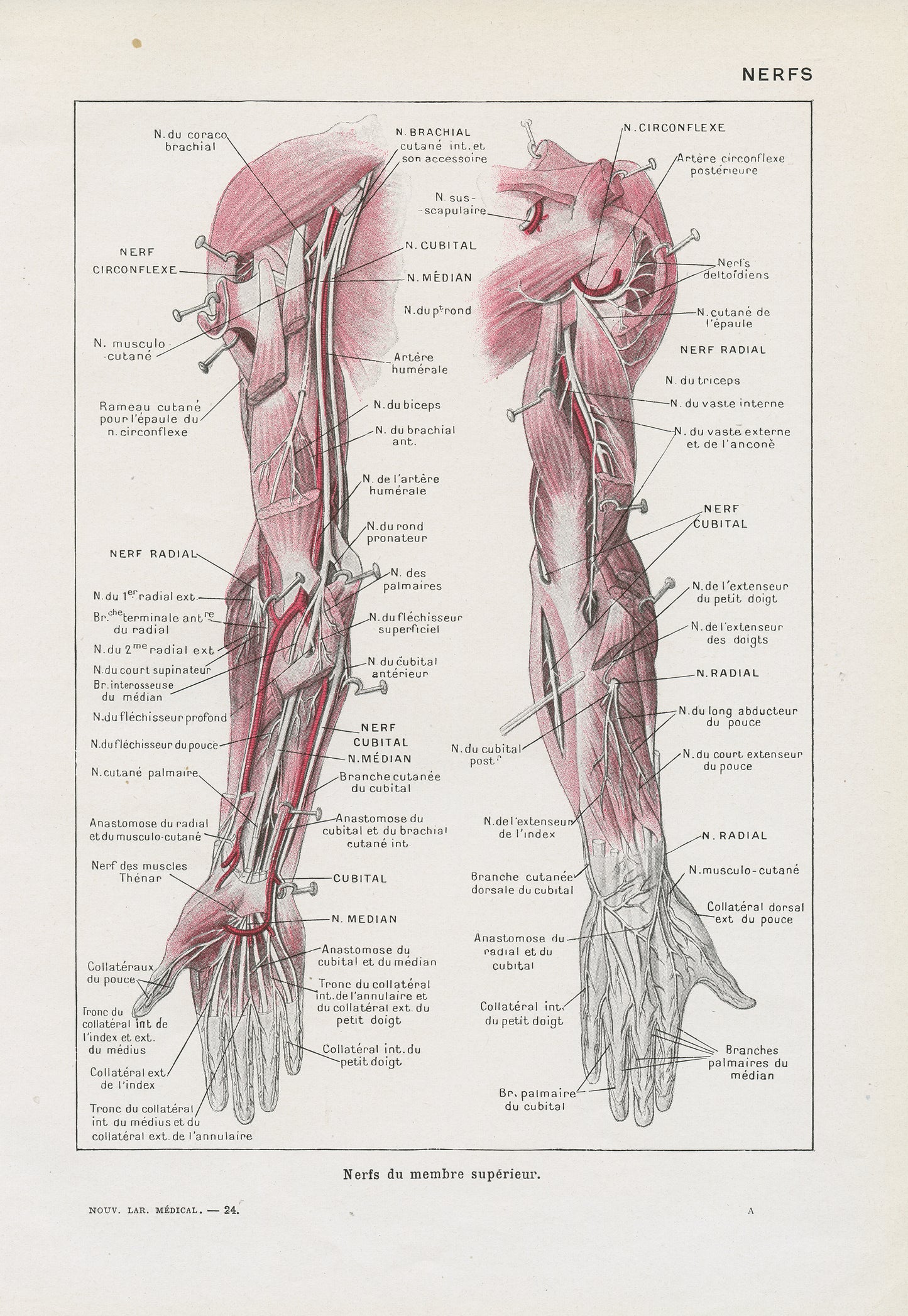 1962 2 illustrations médicales de nerfs