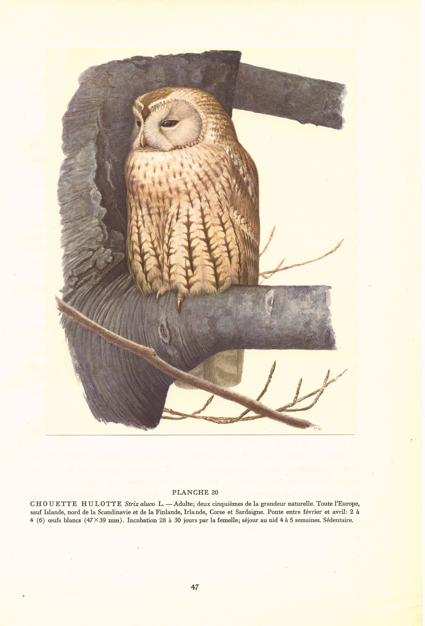 1959 Illustration de chouette hulotte vintage