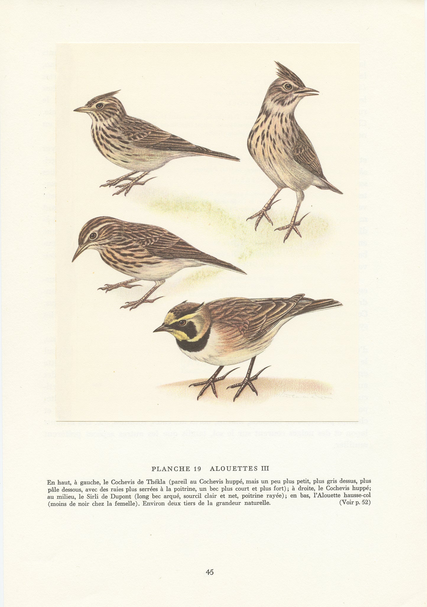 1961 Illustration d'alouettes par Paul Barruel