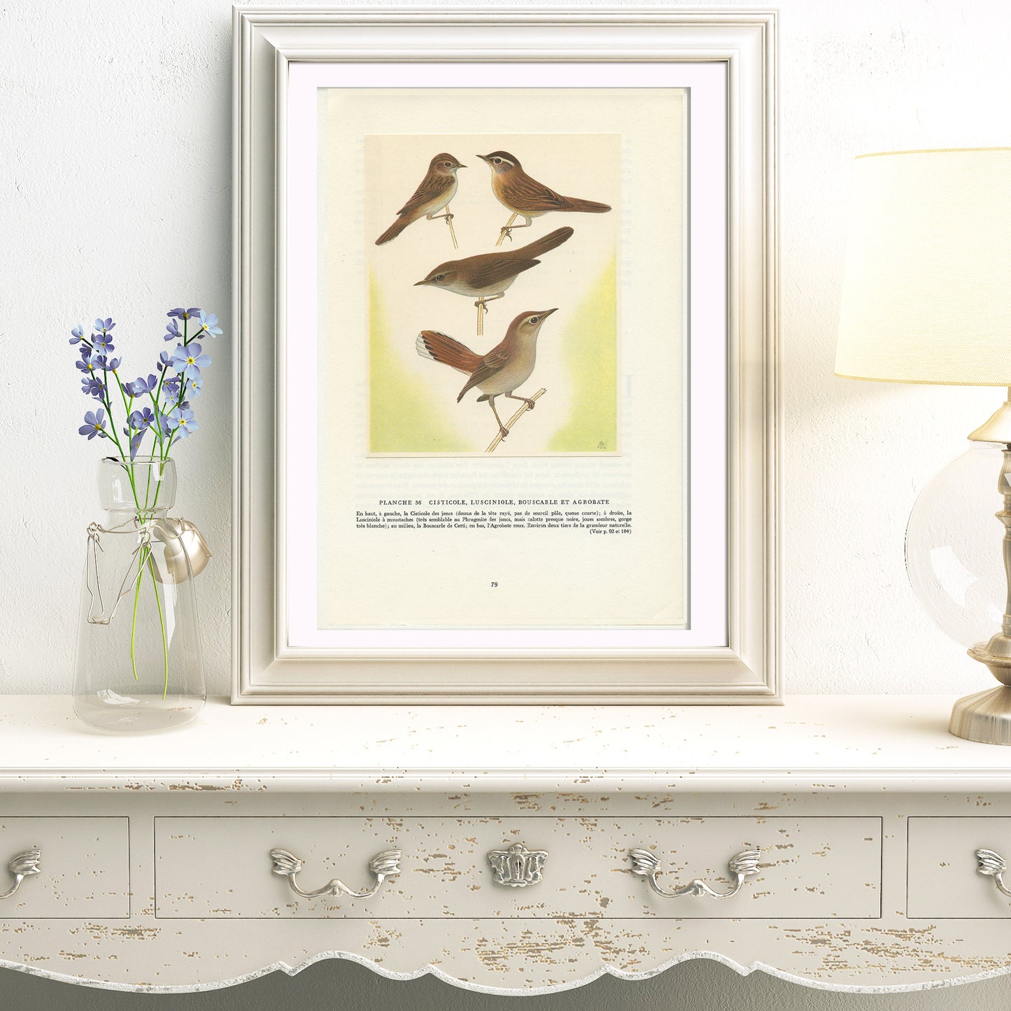 1961 Illustration de cisticole, lusciniole, agrobate et bouscarle vintage.