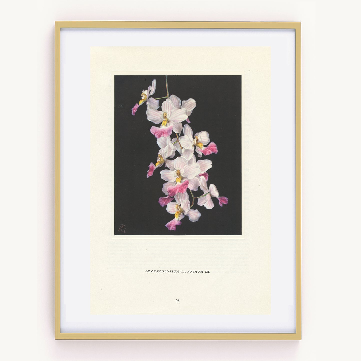 1953 Odontoglossum Citrosmum Orchid print