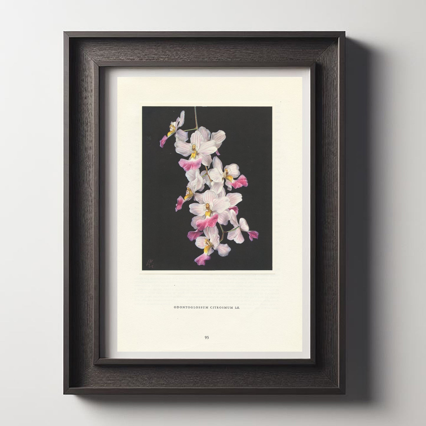 1953 Illustration d'orchidée vintage Odontoglossum Citrosmum