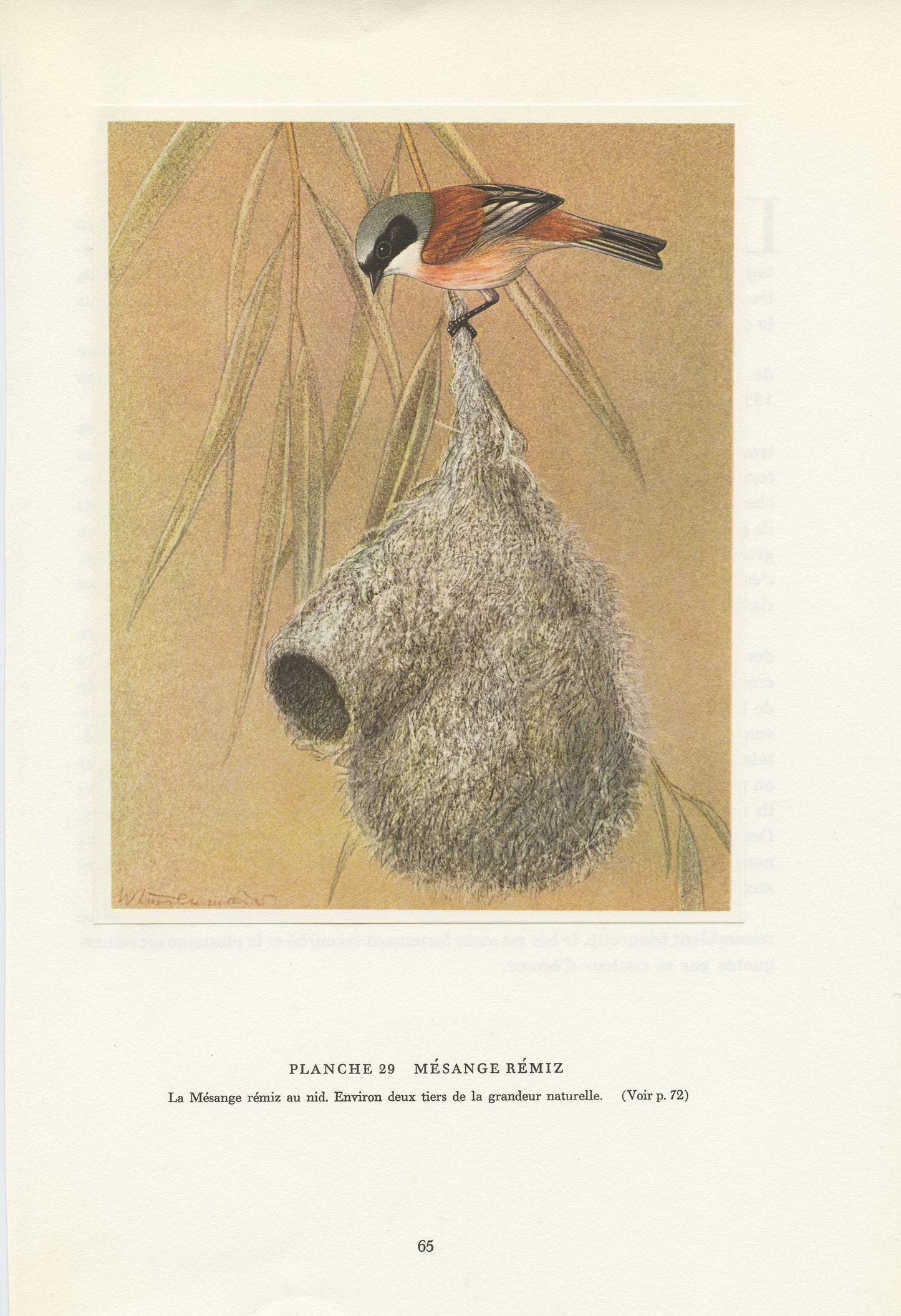 Illustration de mésange Rémiz penduline vintage de 1961