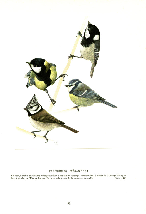1961 Illustration de mésanges