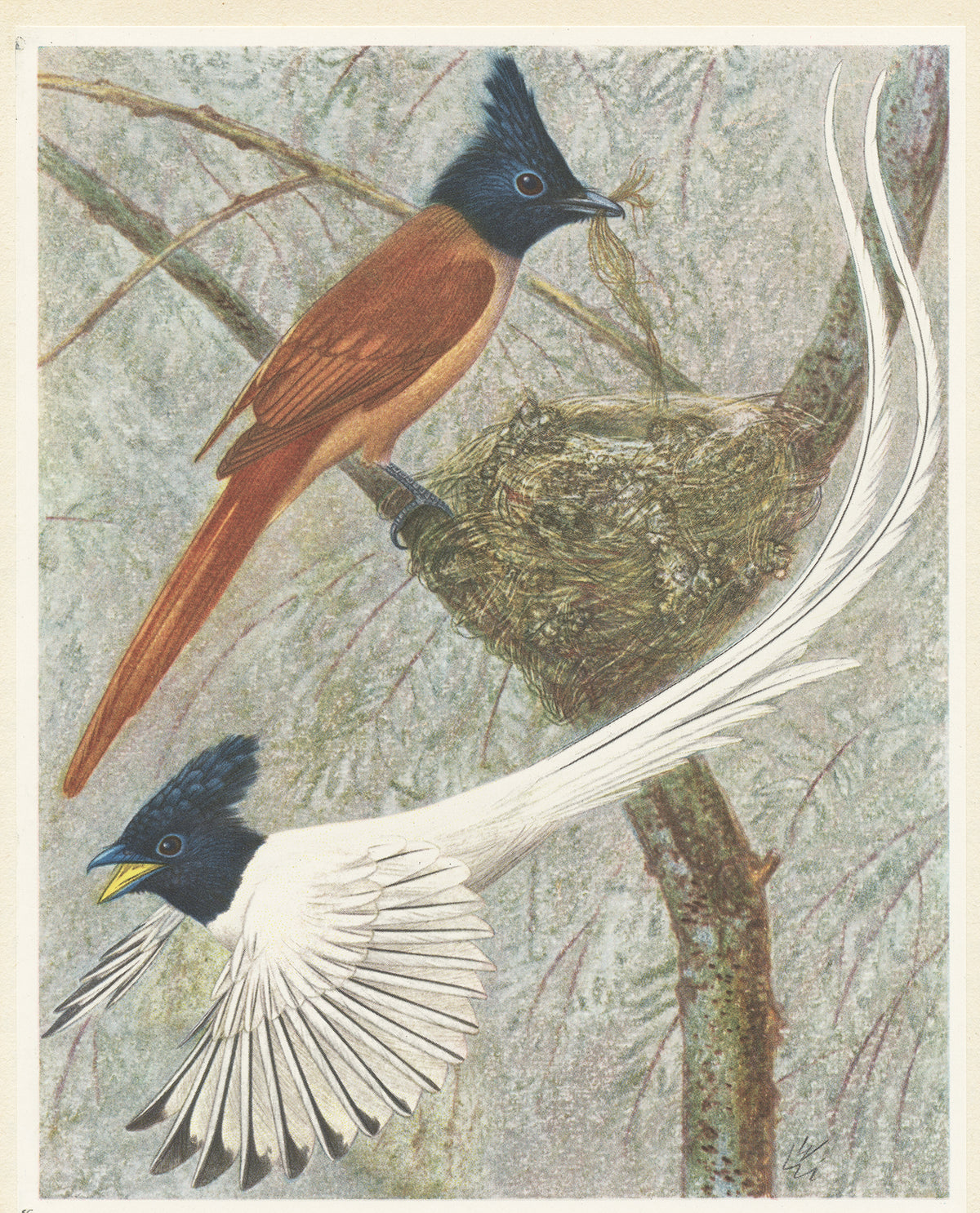 1961 Indian paradise flycatcher bird print