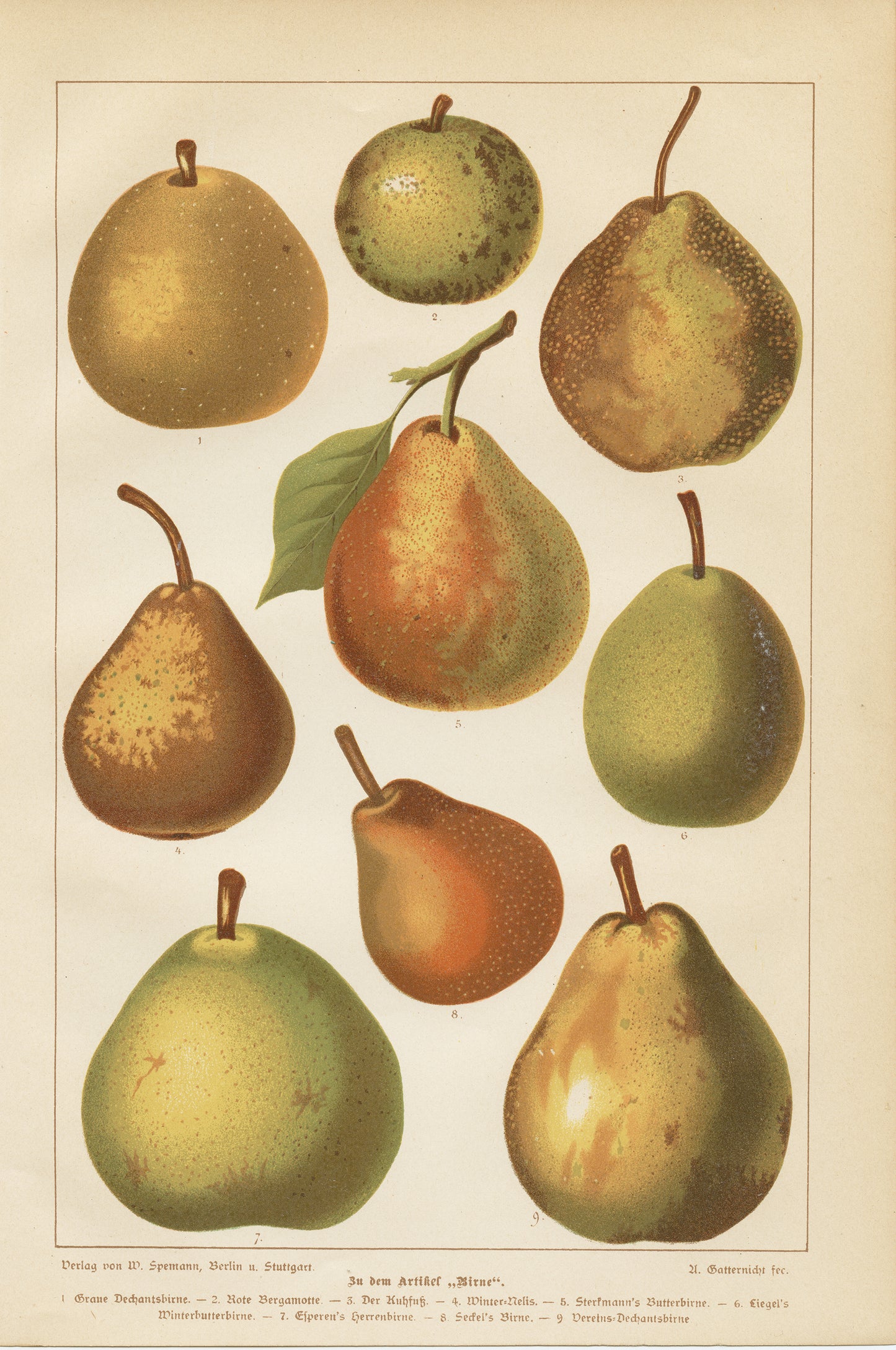 1890 Gravure de Poires