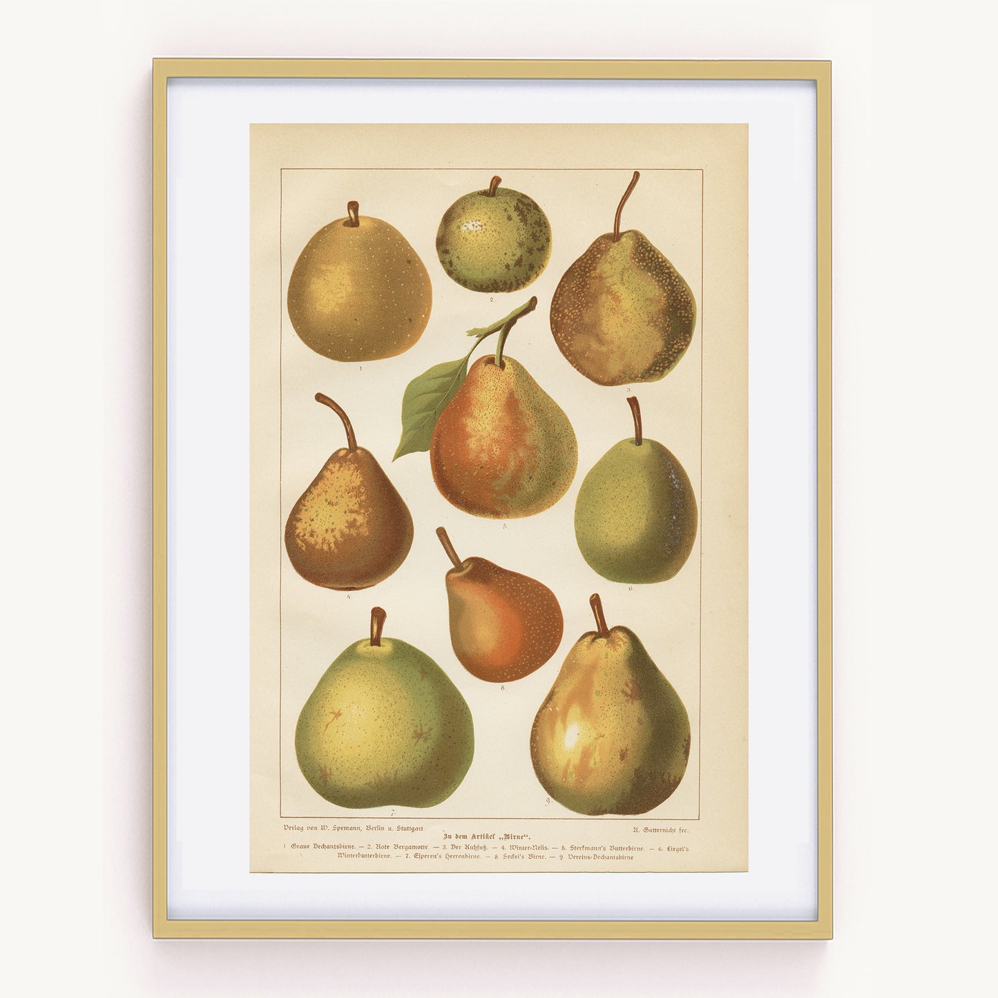1890 Gravure de Poires
