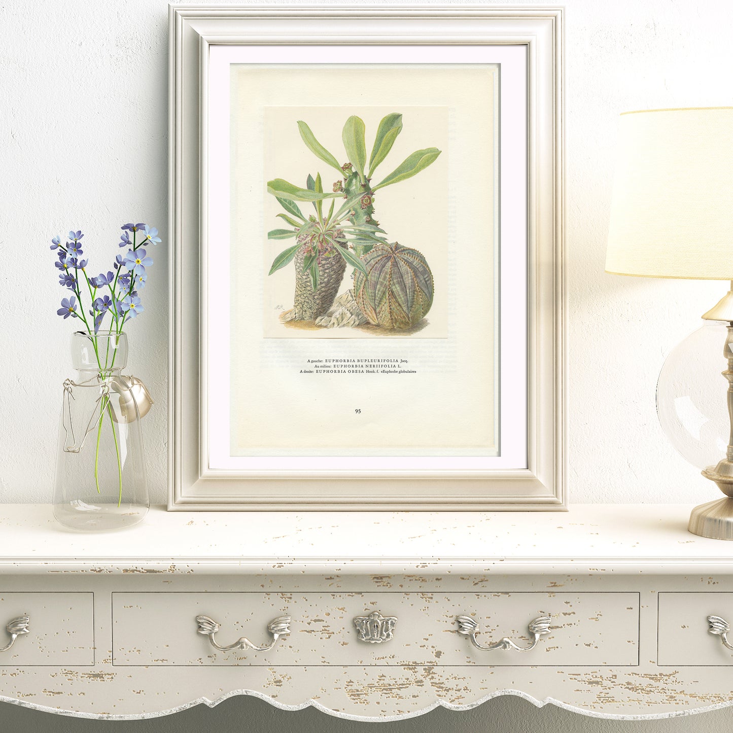 1958 Euphorbia bupleurifolia,  cycad spurge, neriifolia, Obesa succulent print