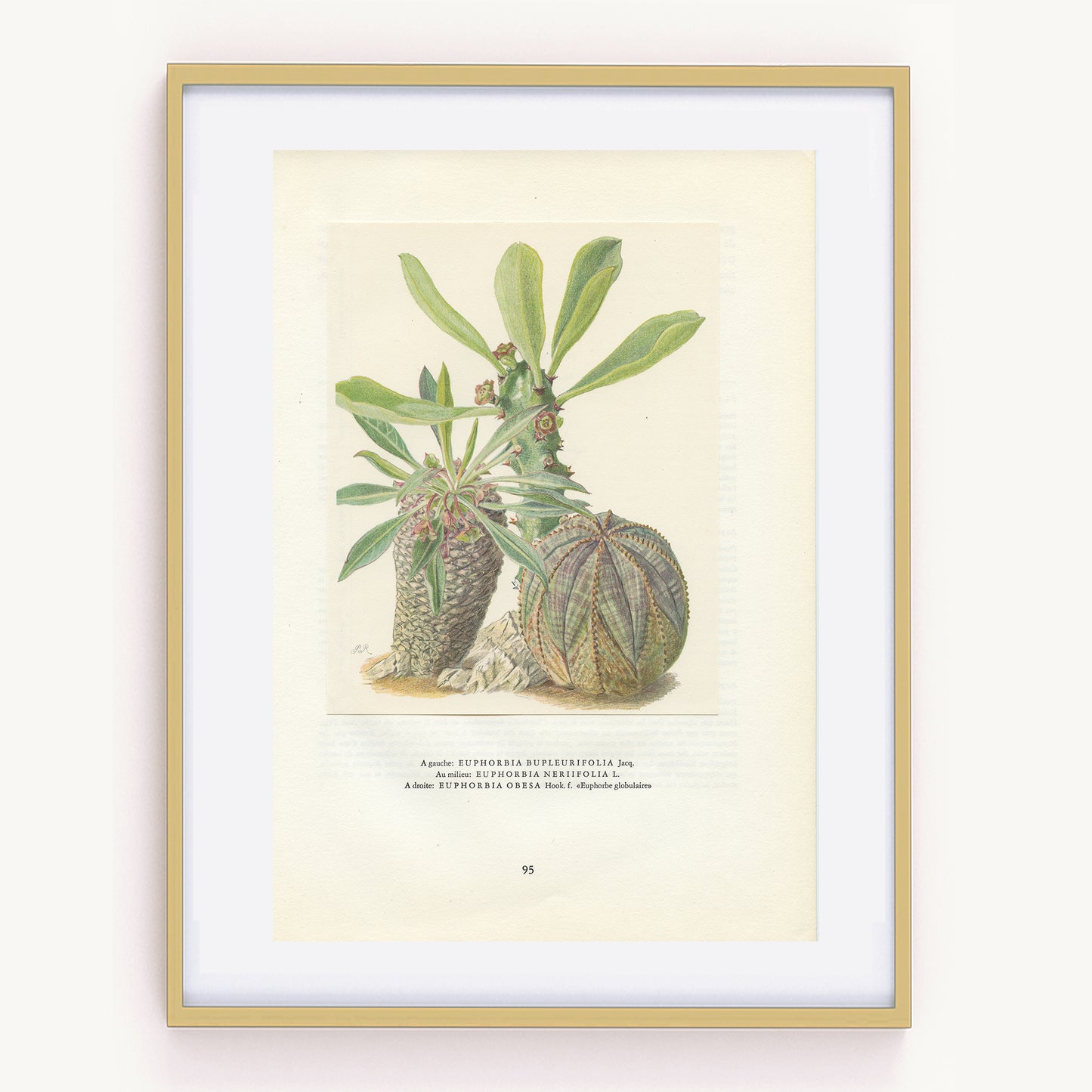 1958 Euphorbia bupleurifolia,  cycad spurge, neriifolia, Obesa succulent print
