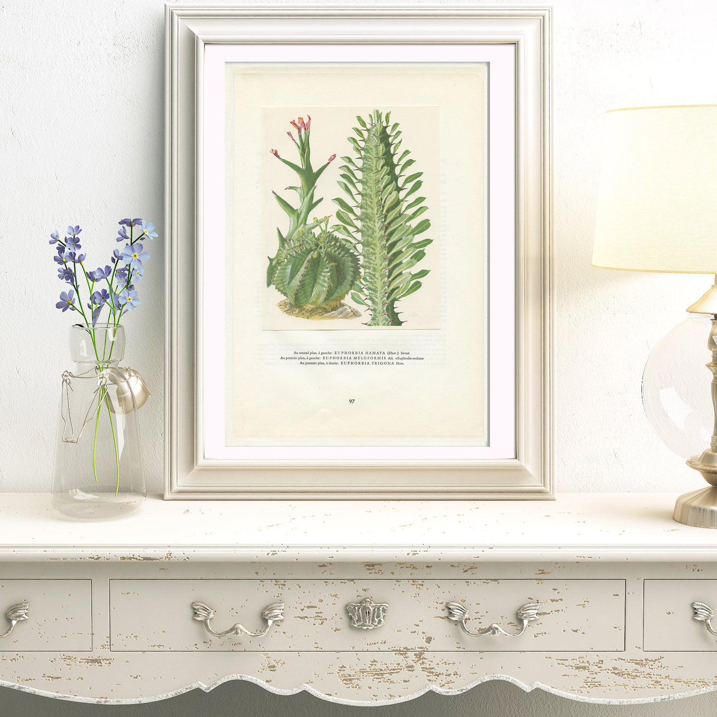 1958 Euphorbia Hamata Sweet, Meloformis Melon, Trigona Botanical print