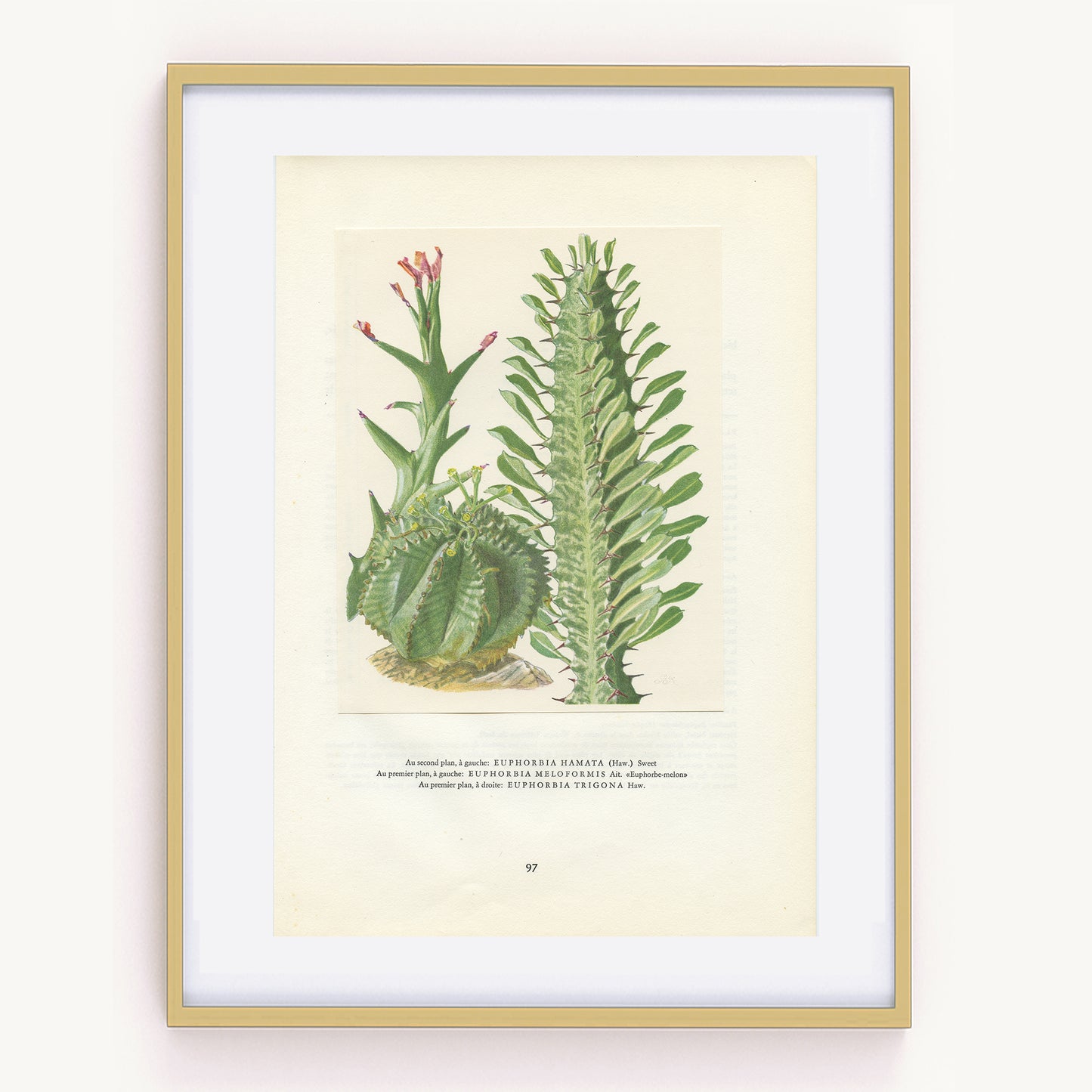 1958 Euphorbia Hamata Sweet, Meloformis Melon, Trigona Botanical print