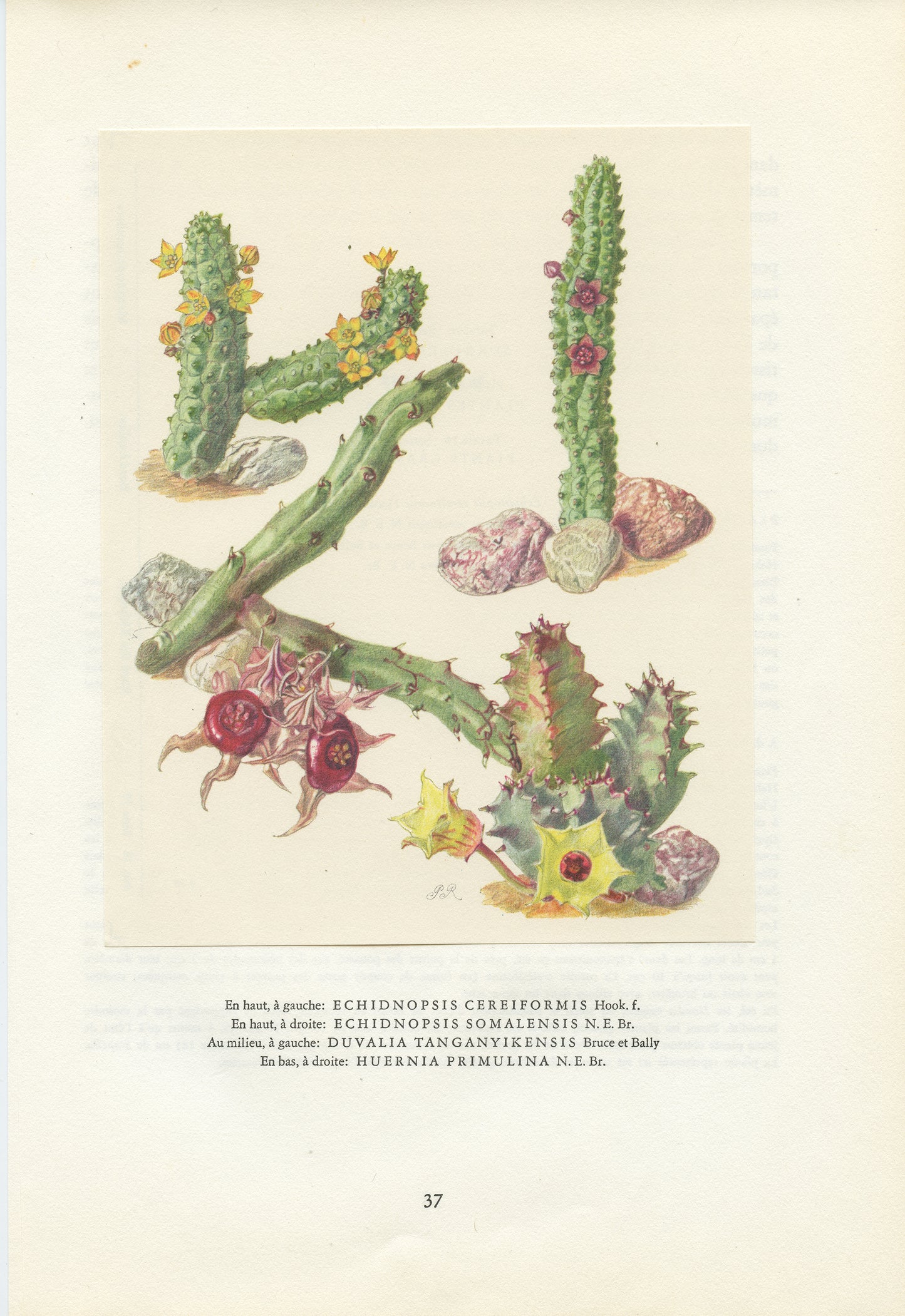 1958 Illustration vintage de plantes grasses Echidsnopsis, Huernia et Duvalia.