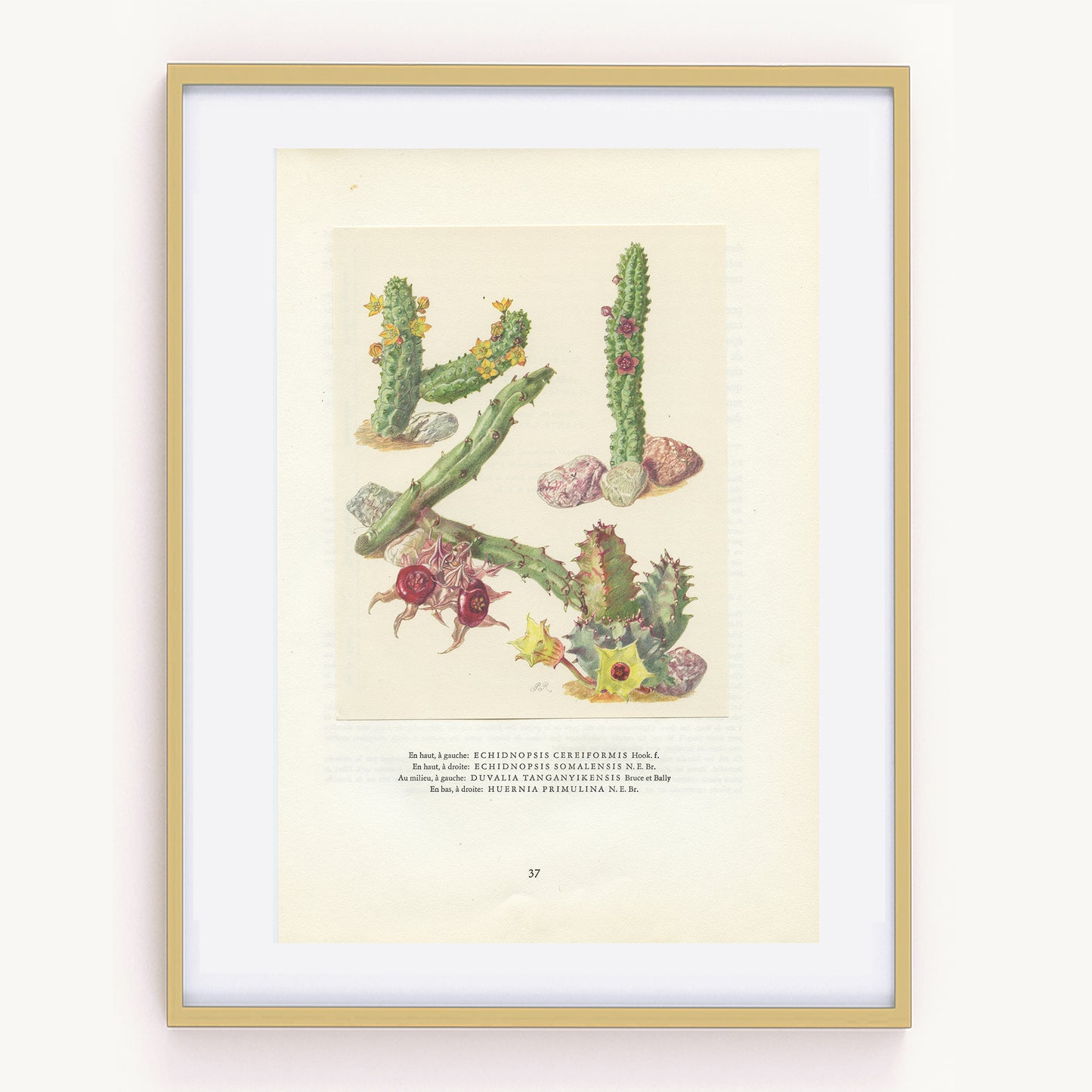 1958 Illustration vintage de plantes grasses Echidsnopsis, Huernia et Duvalia.
