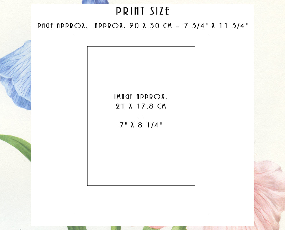 1961 Illustration de Tarin, Chardonneret et sizerins