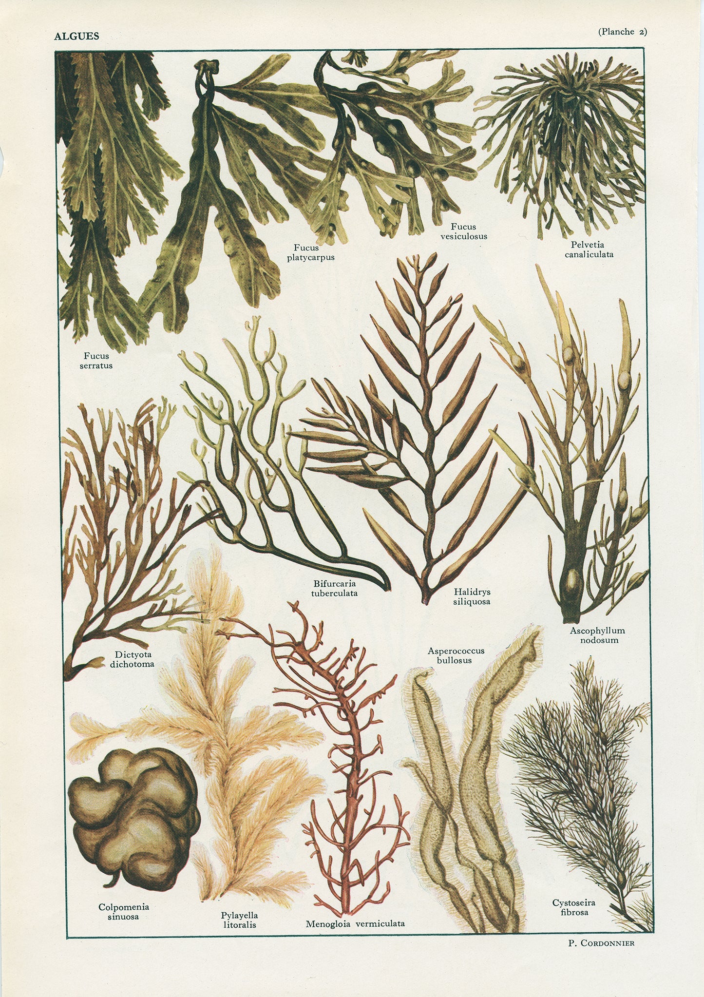 1938 Affiche d'algues marines