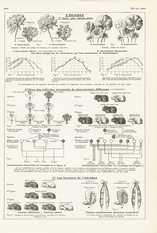 1938 Antique heredity & genetics biology print
