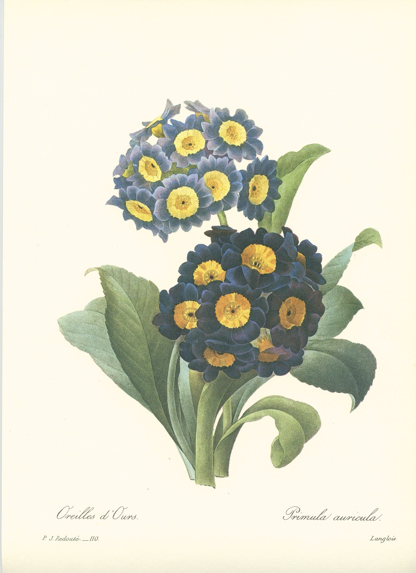 1986 Illustration d'oreille d'ours par Redouté