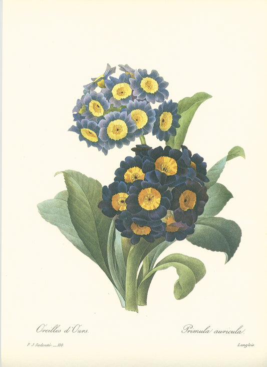 1986 Redouté Primula Auricula botanical print