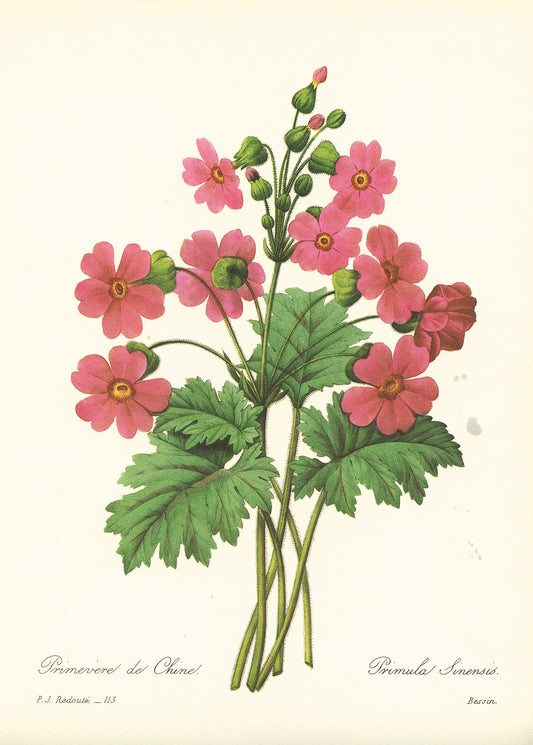1986 Redoute Chinese Primrose Print