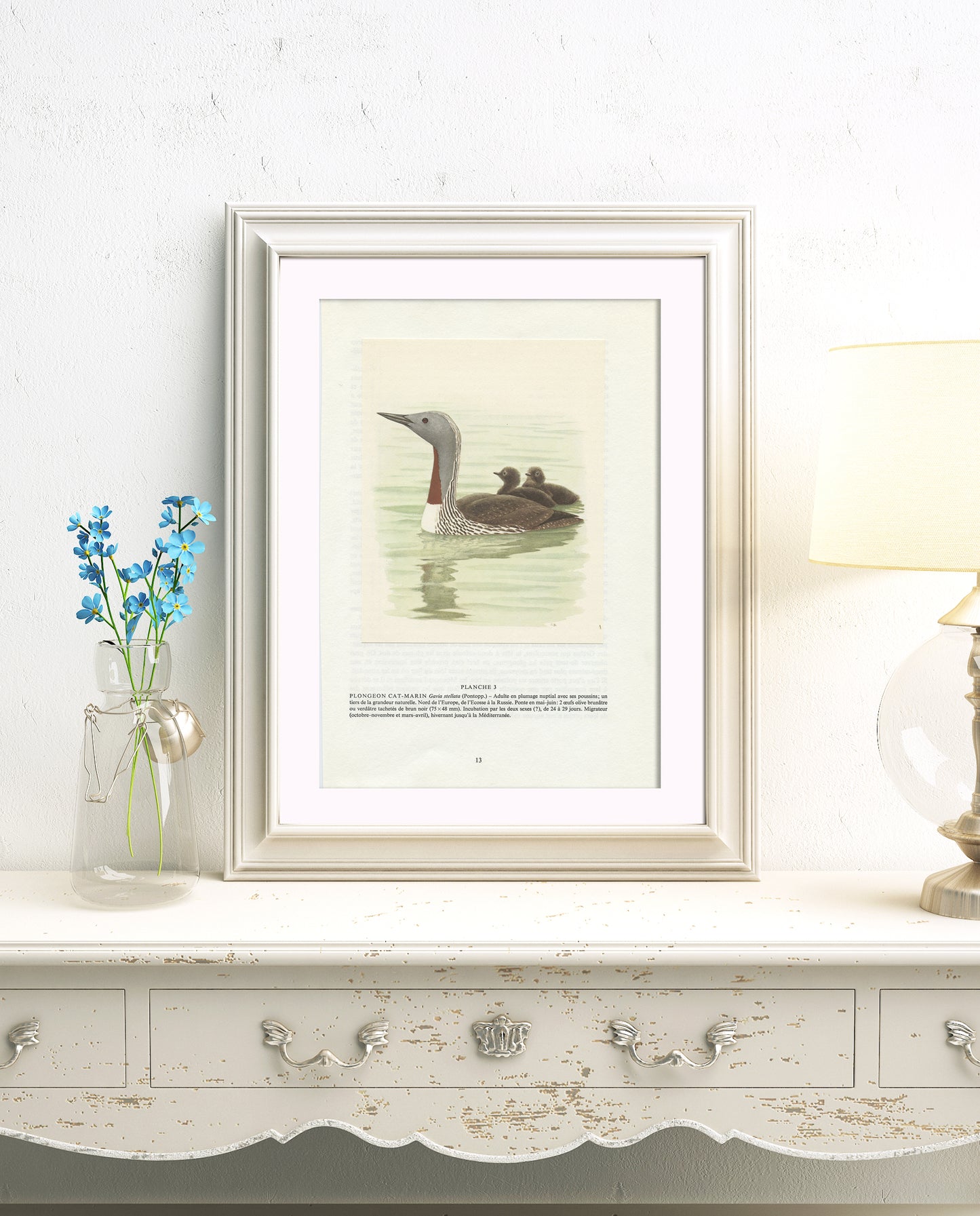 1962 Red throated loon diver bird print with babies