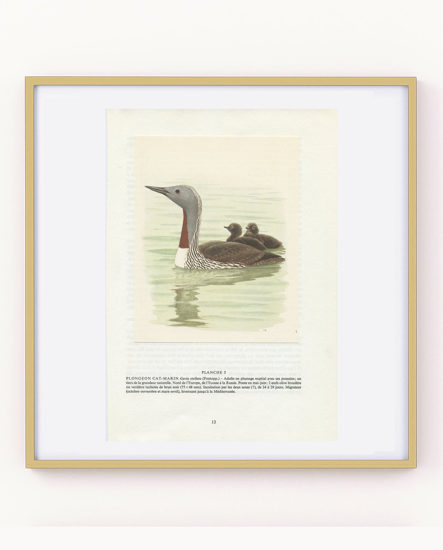 1962 Red throated loon diver bird print with babies