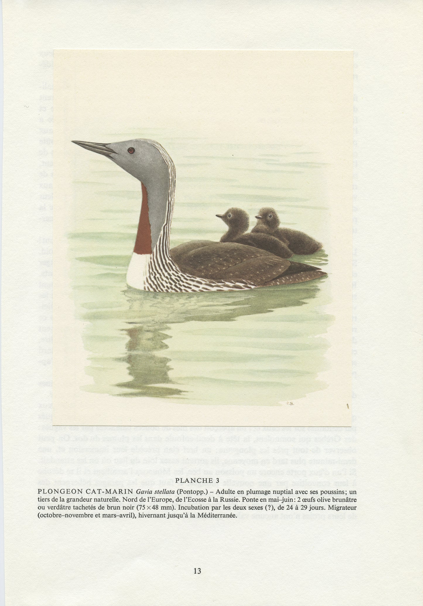 1962 Red throated loon diver bird print with babies