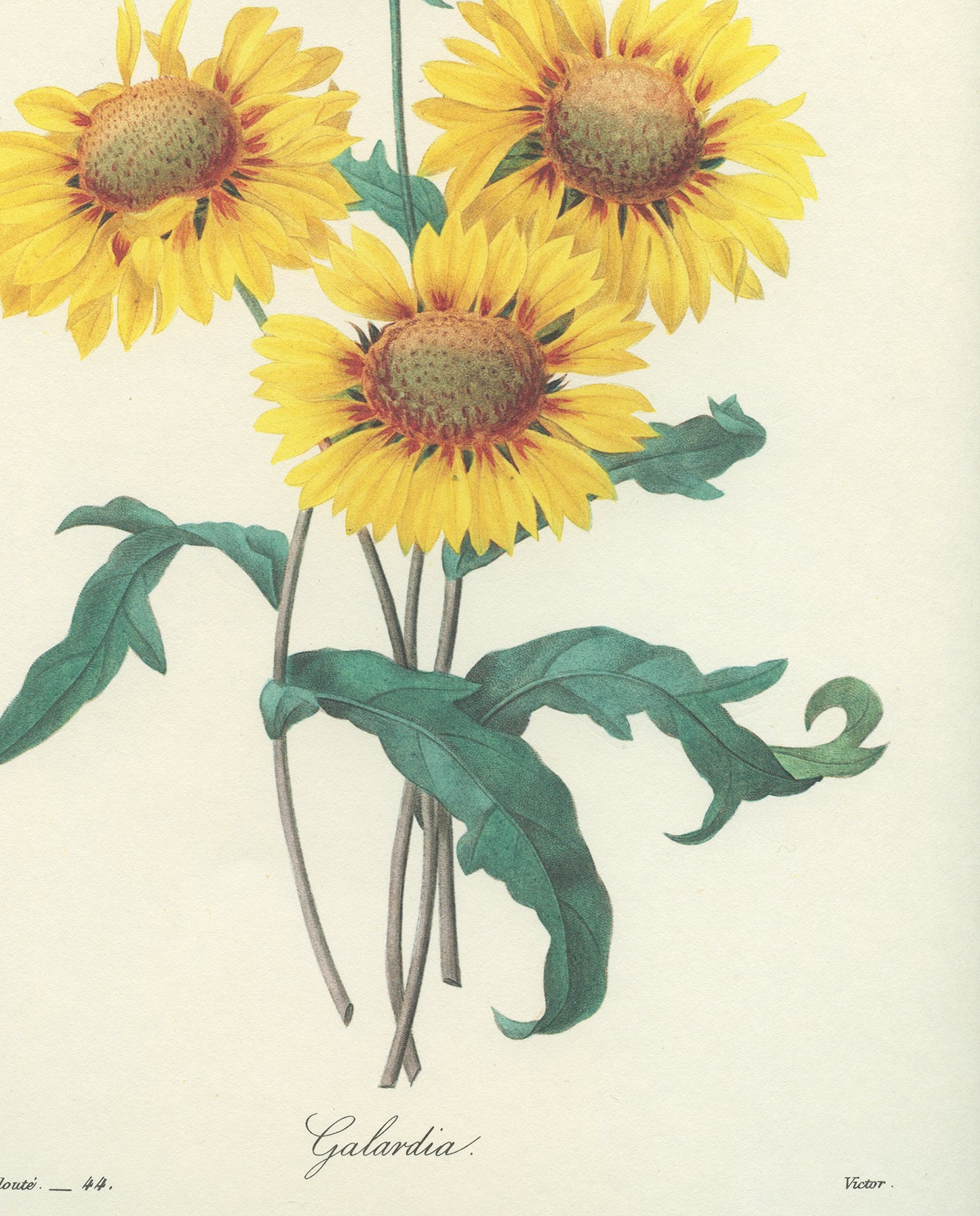 1986 Redouté Yellow Blanket Flower Gaillardia botanical print
