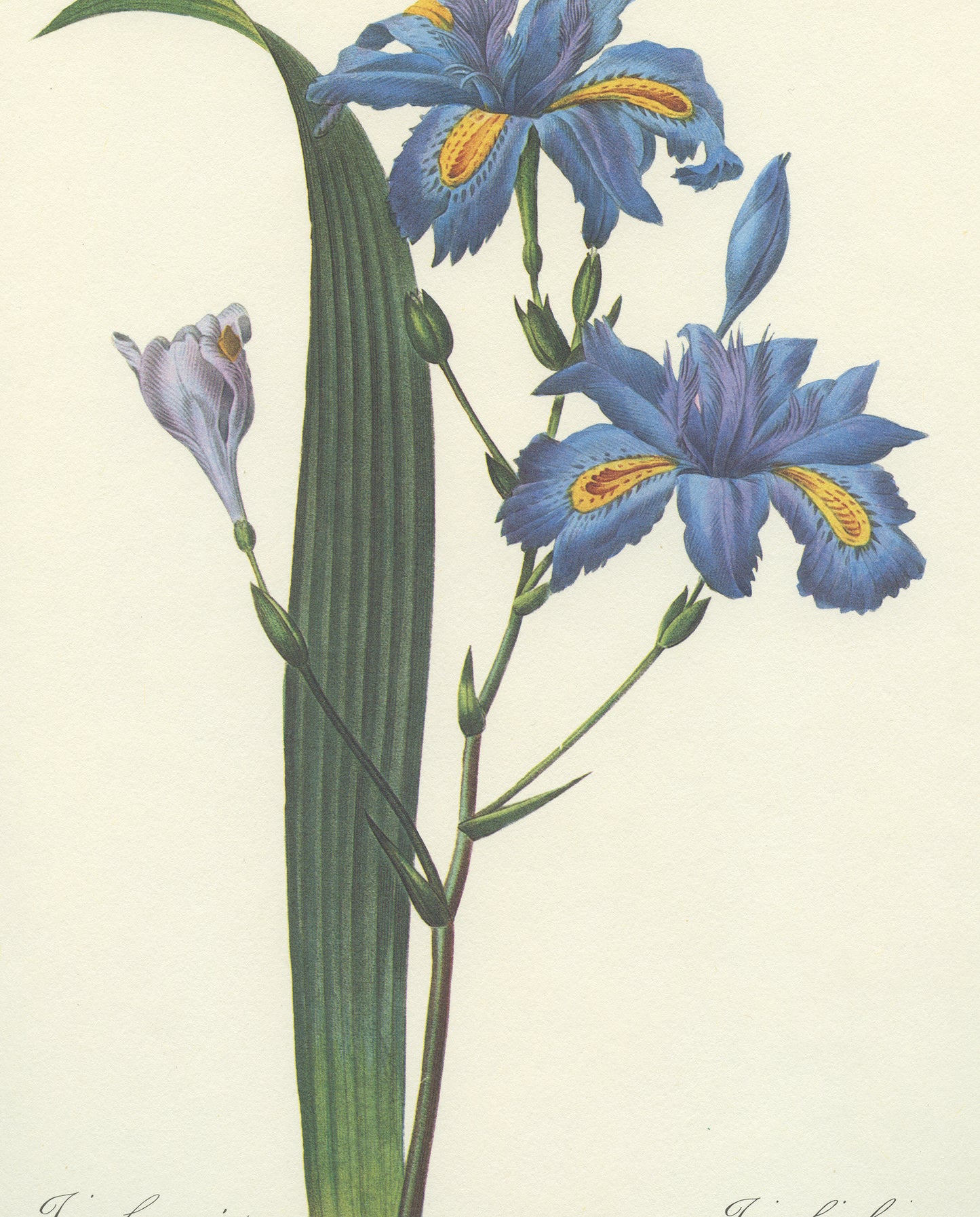 Vintage Redoute Blue Fringed Iris Japonica Botanical Print