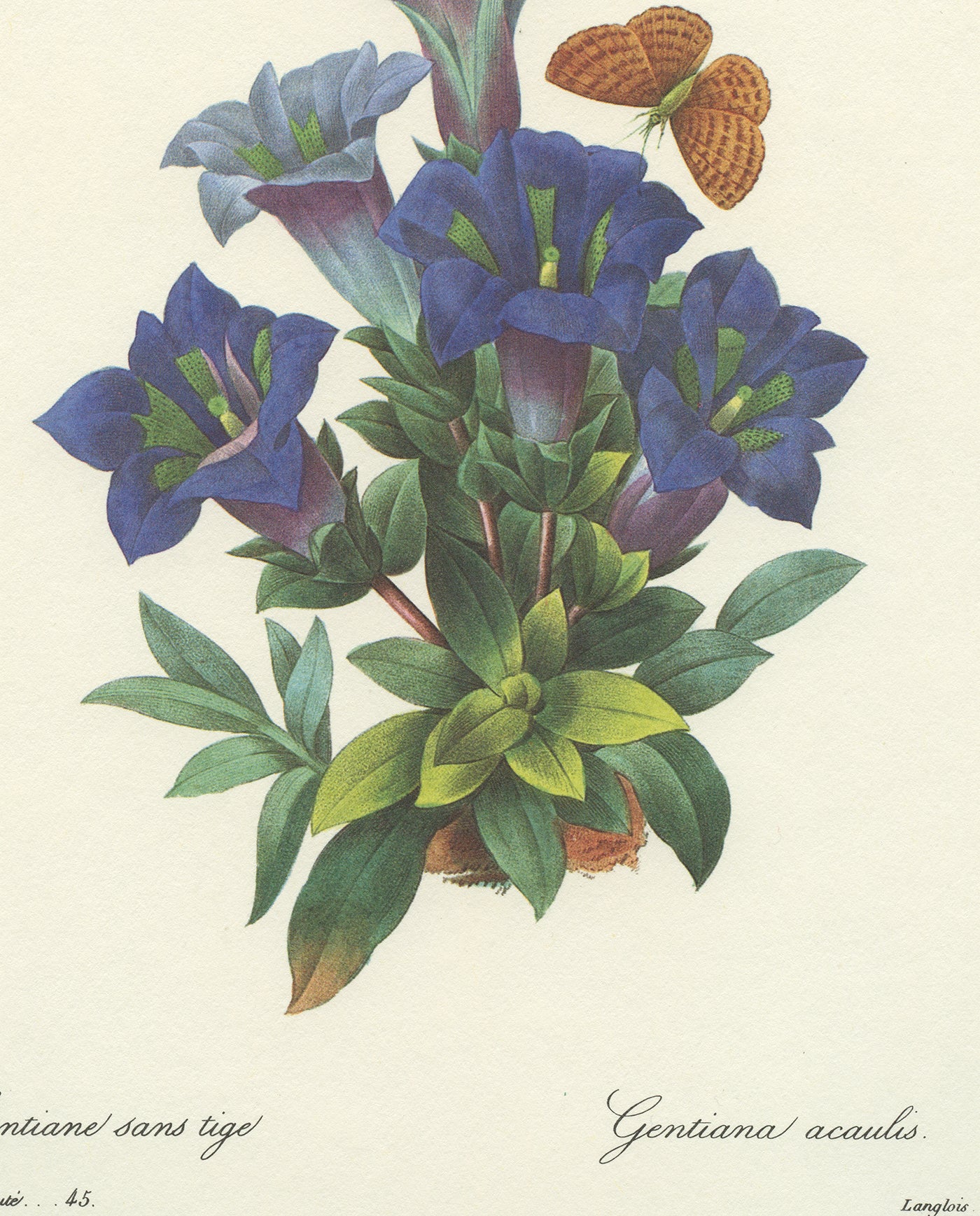1986 Gentiane Bleue par Redouté