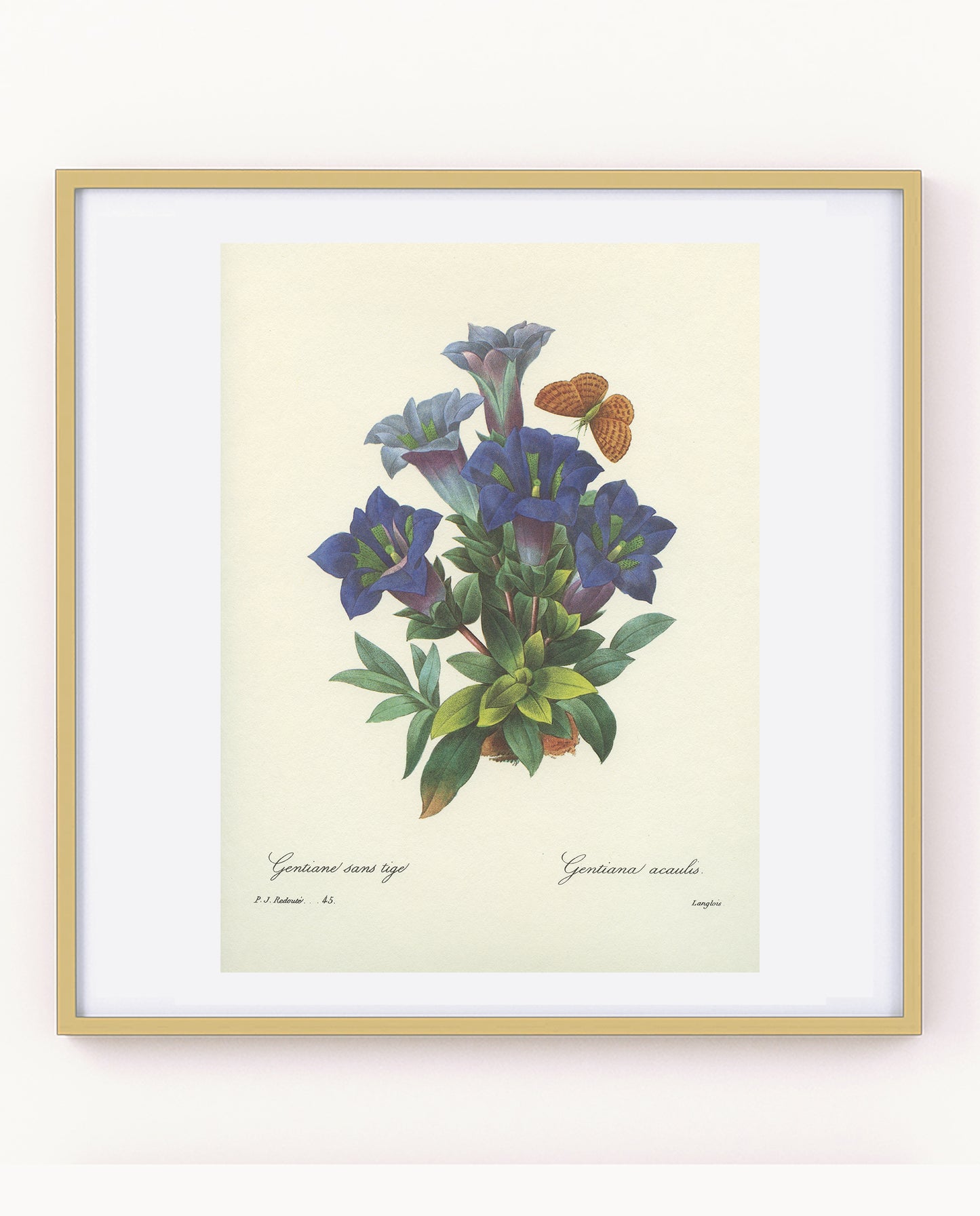 1986 Gentiane Bleue par Redouté